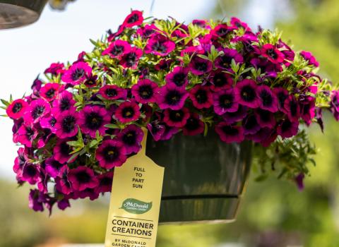 Annual Hanging Baskets