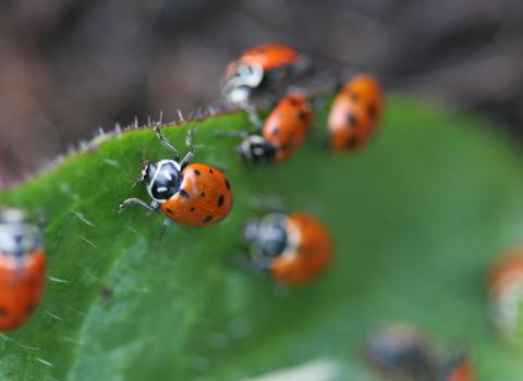 All Live Ladybugs & Other Insects