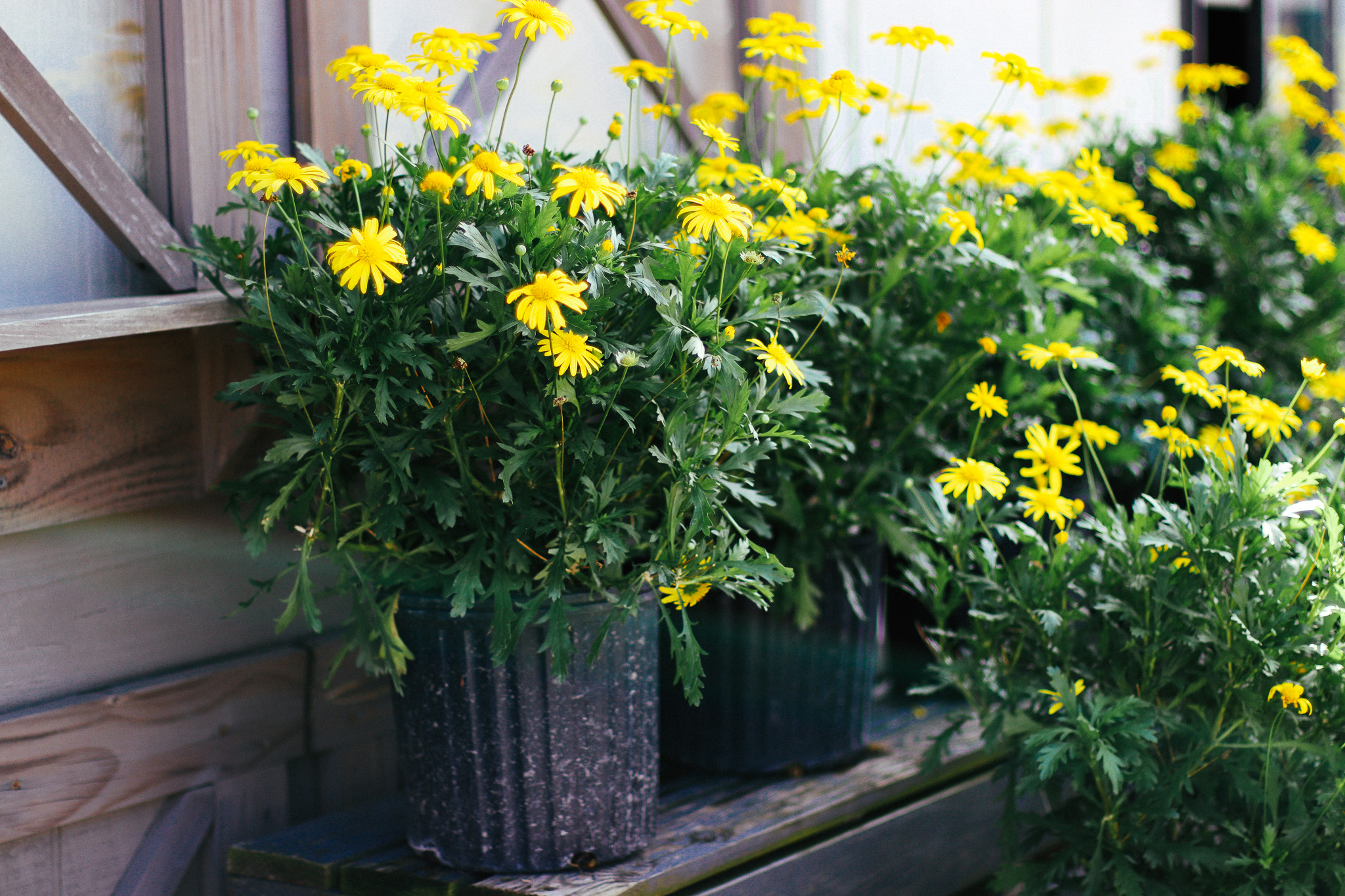 Bush Daisies