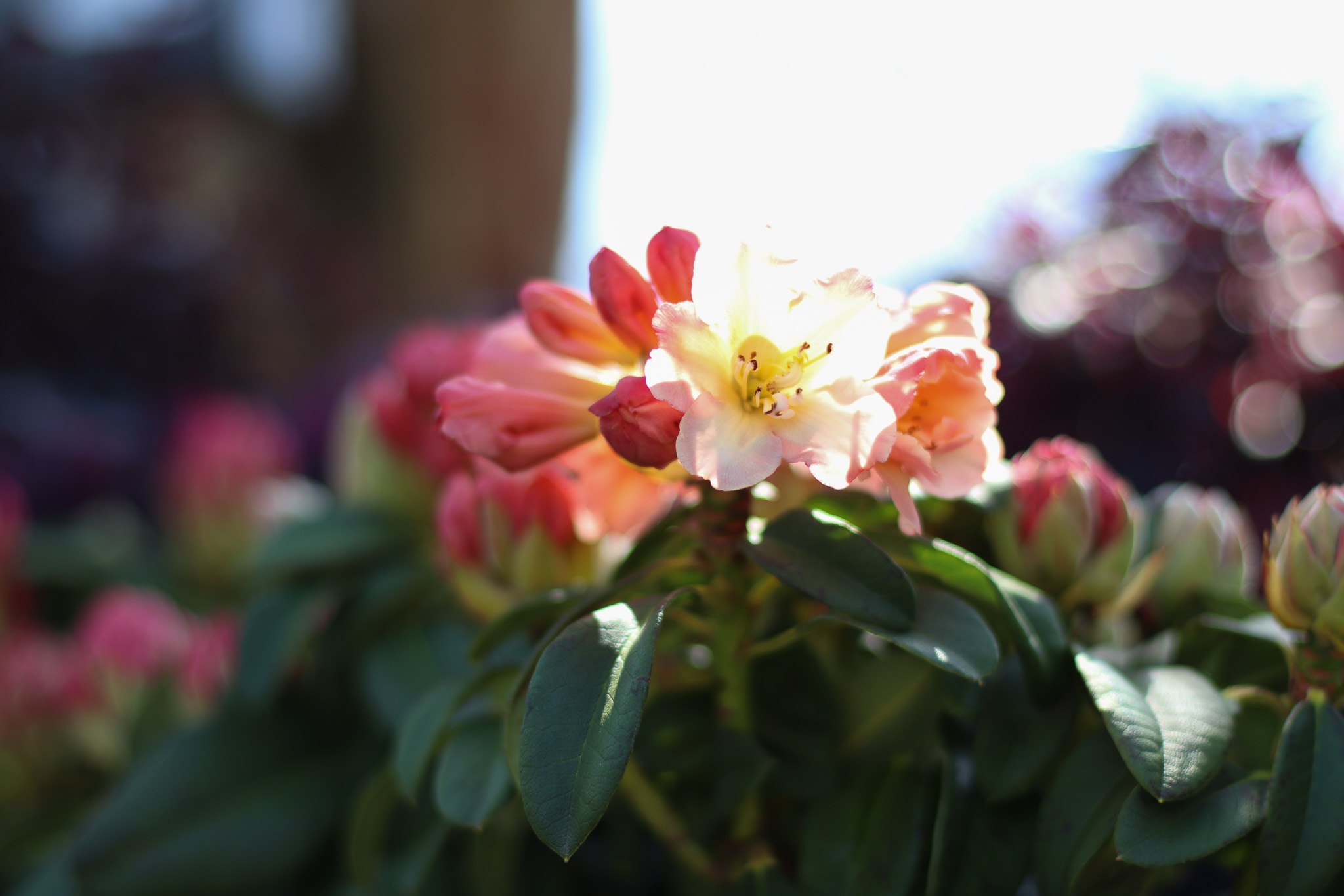 Rhododendrons