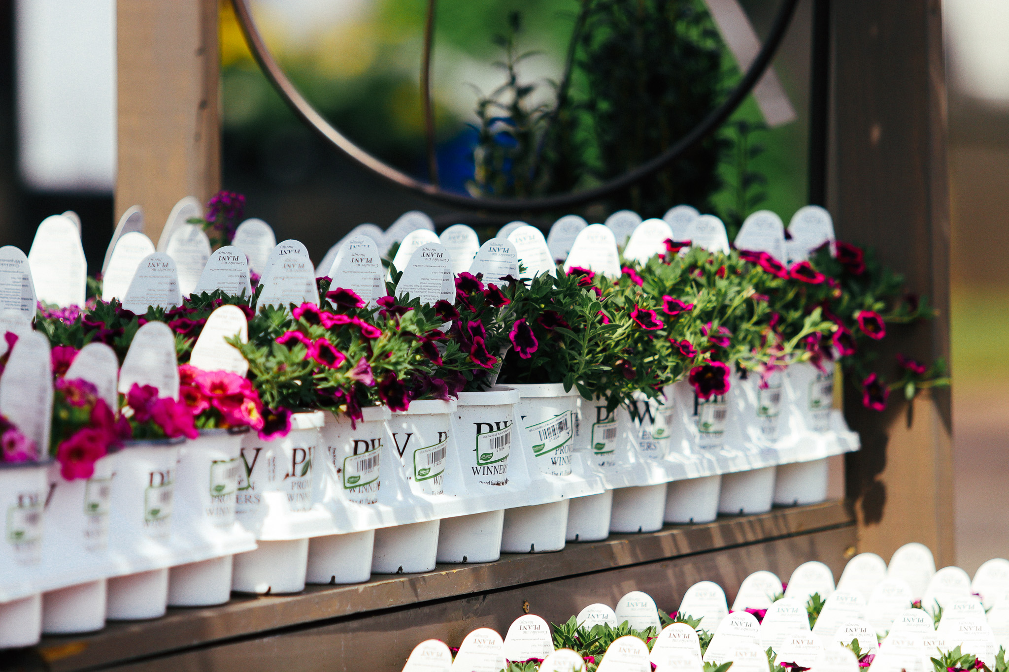 Petunias in Pots - How to Grow Petunias in Containers