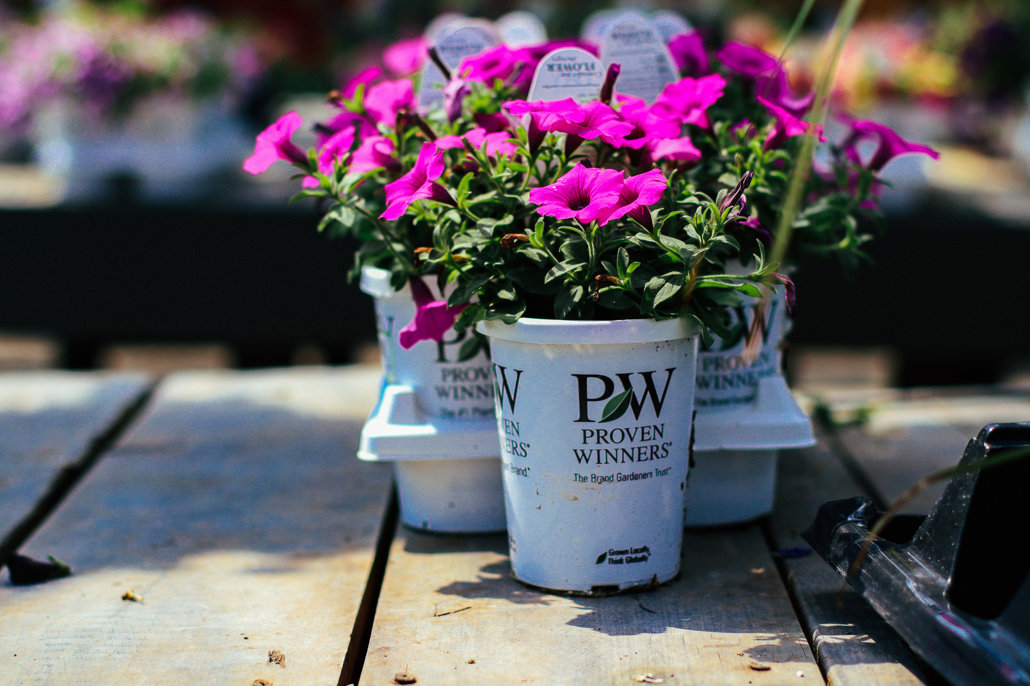 Petunias in Pots - How to Grow Petunias in Containers