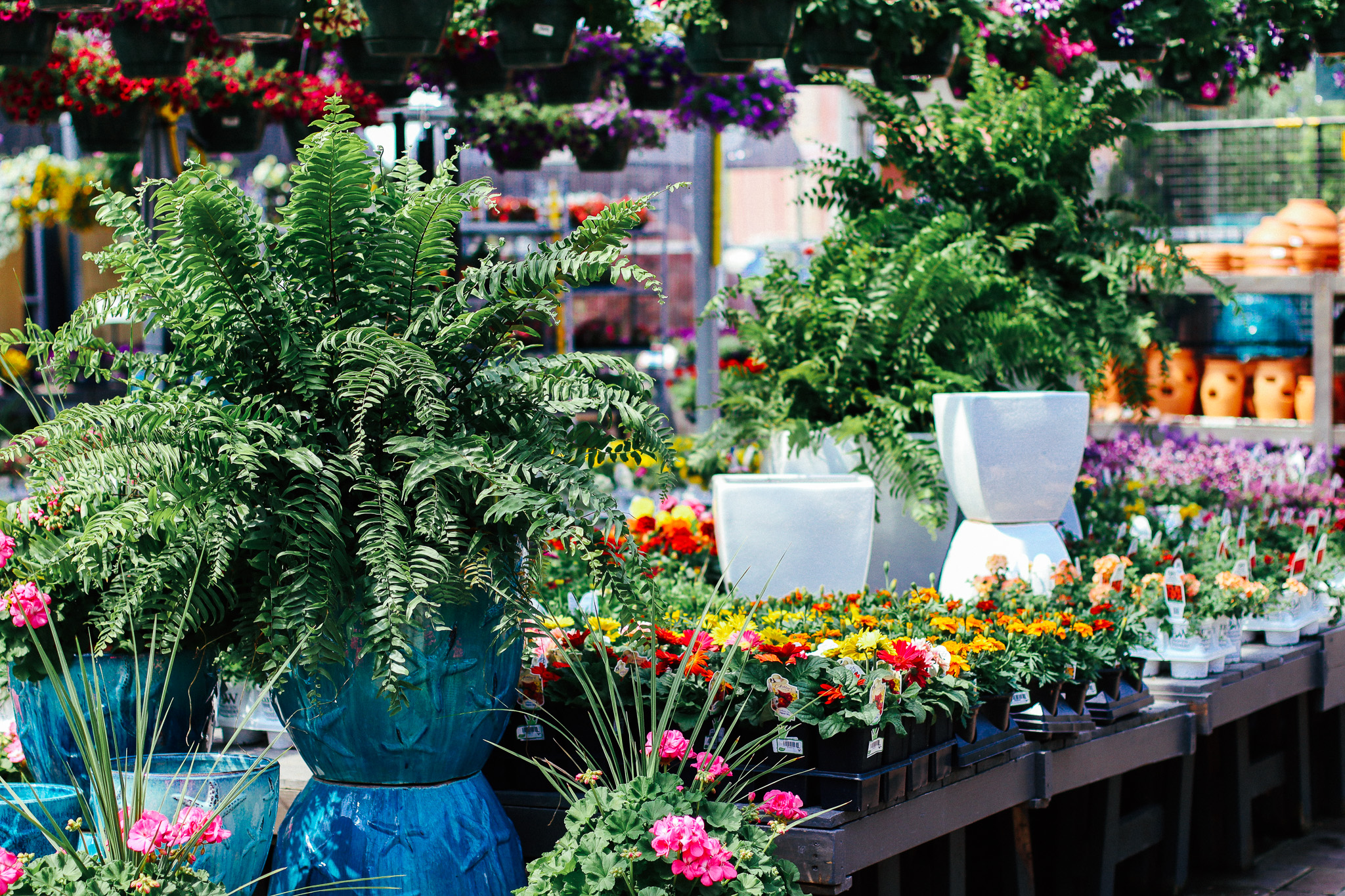 Petunia Power: Tips for Growing and Caring for Your Petunias