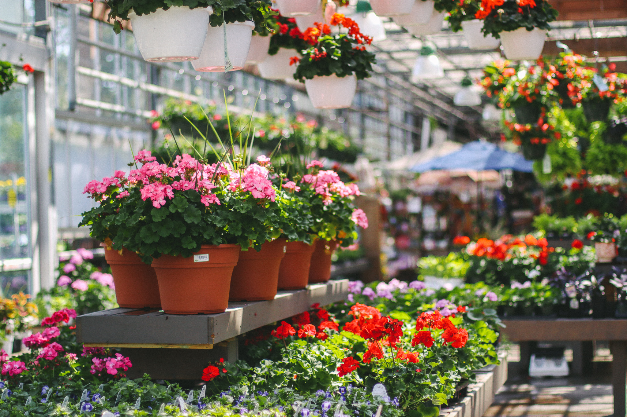 Geraniums in greenhouse 