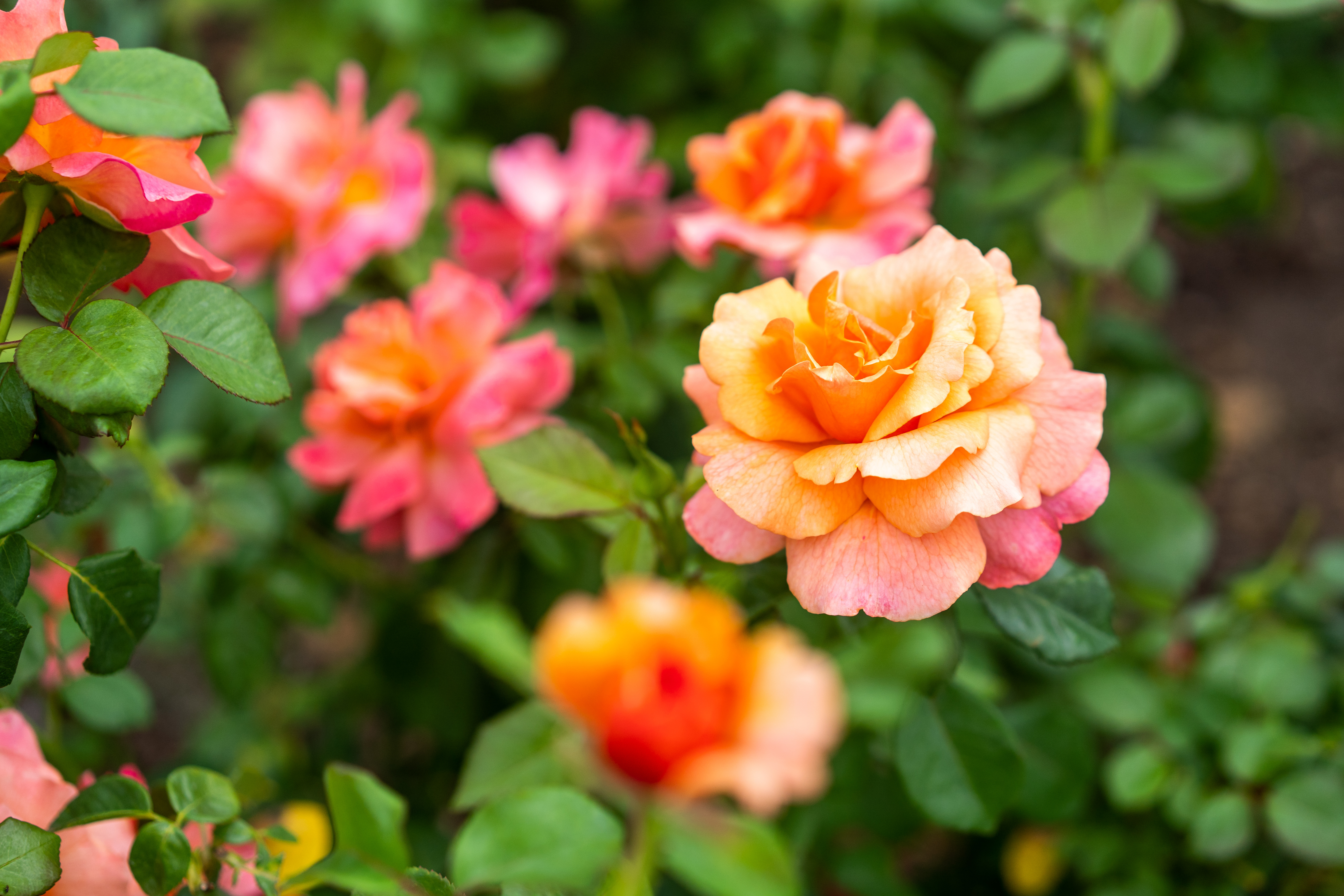 Are Roses Considered Annual, Biennial or Perennial Shrubs?