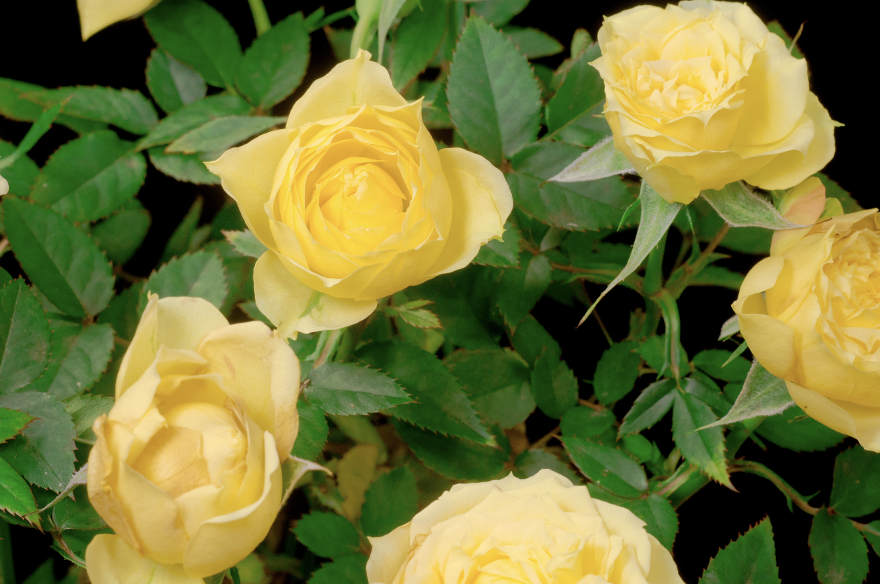 Strange “Flowers” on a Rosebush - Laidback Gardener