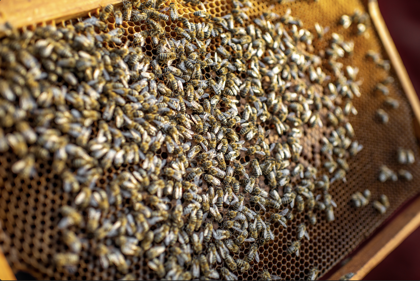 bee colony