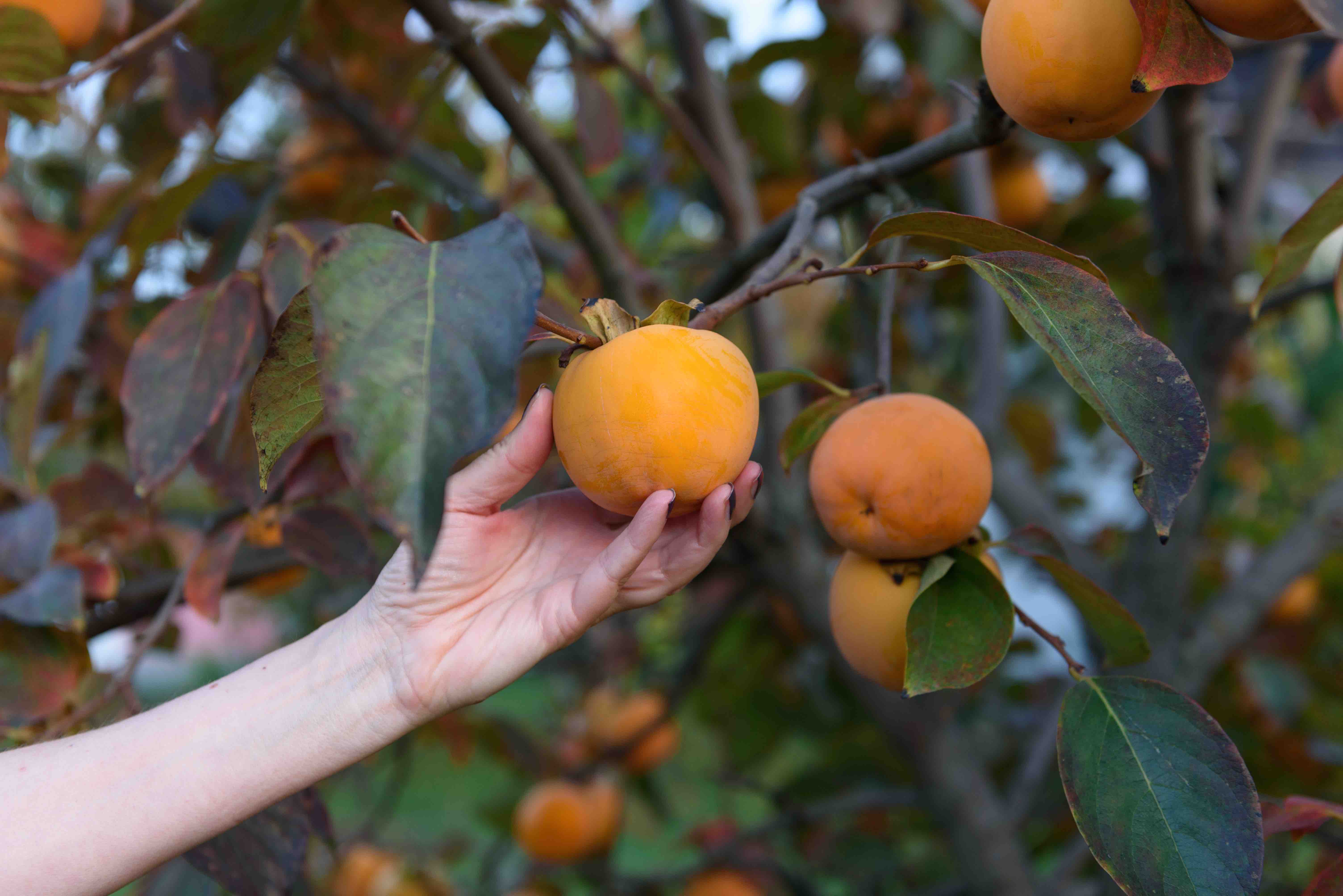 Persimmons on tree 2