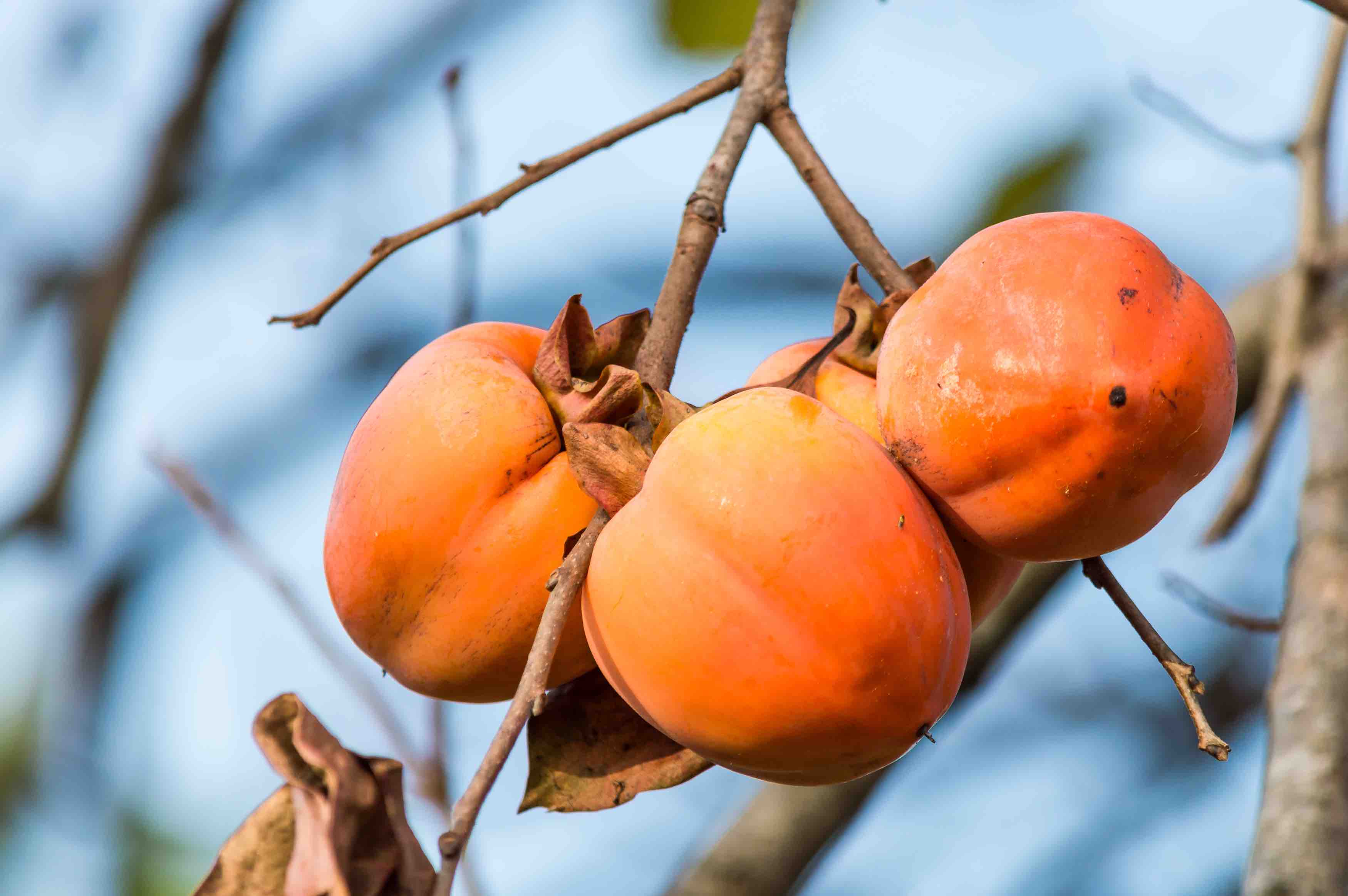 How to Plant Persimmon - Germinate persimmon from the seed 