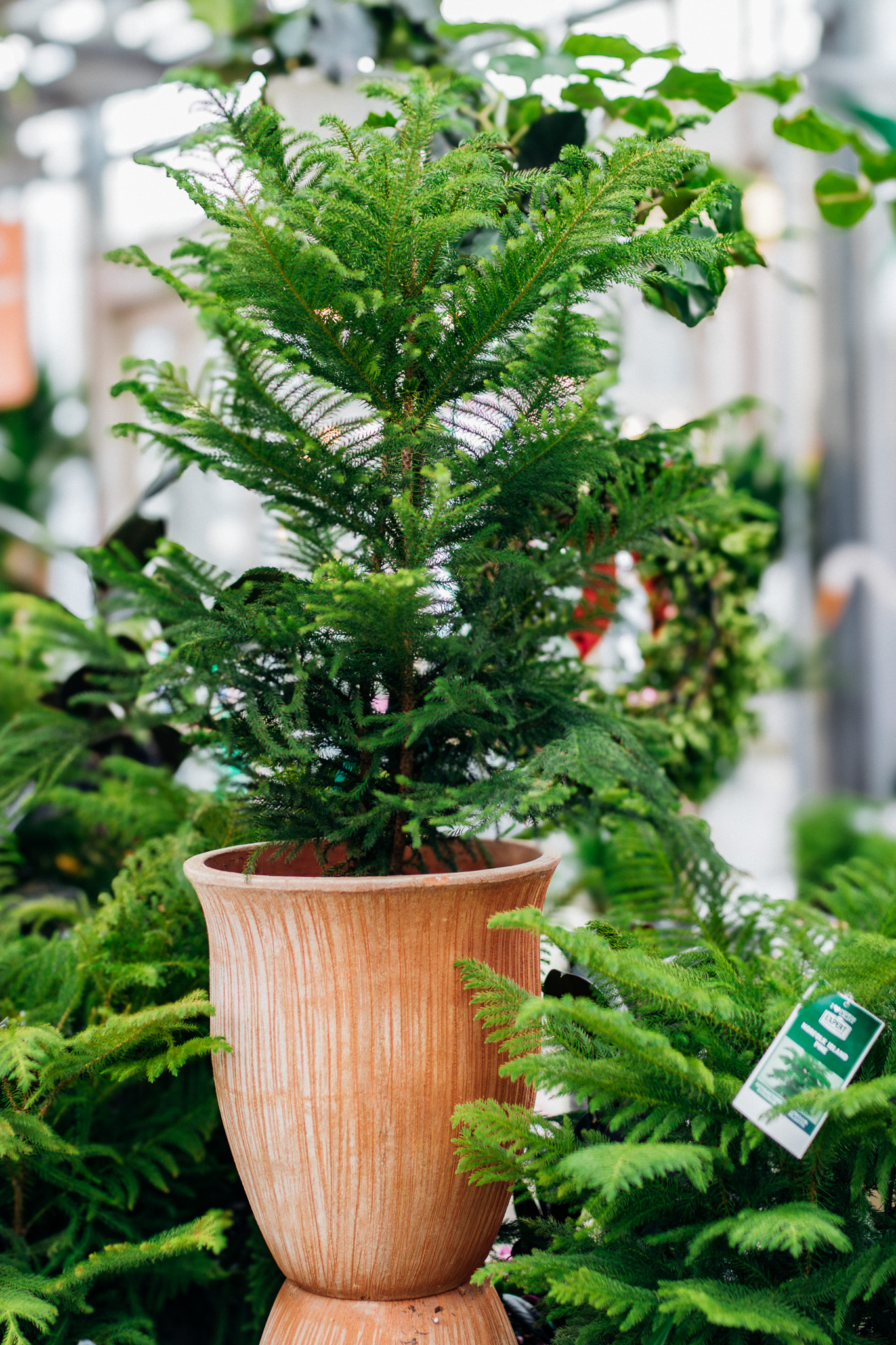 Norfolk Island Pine