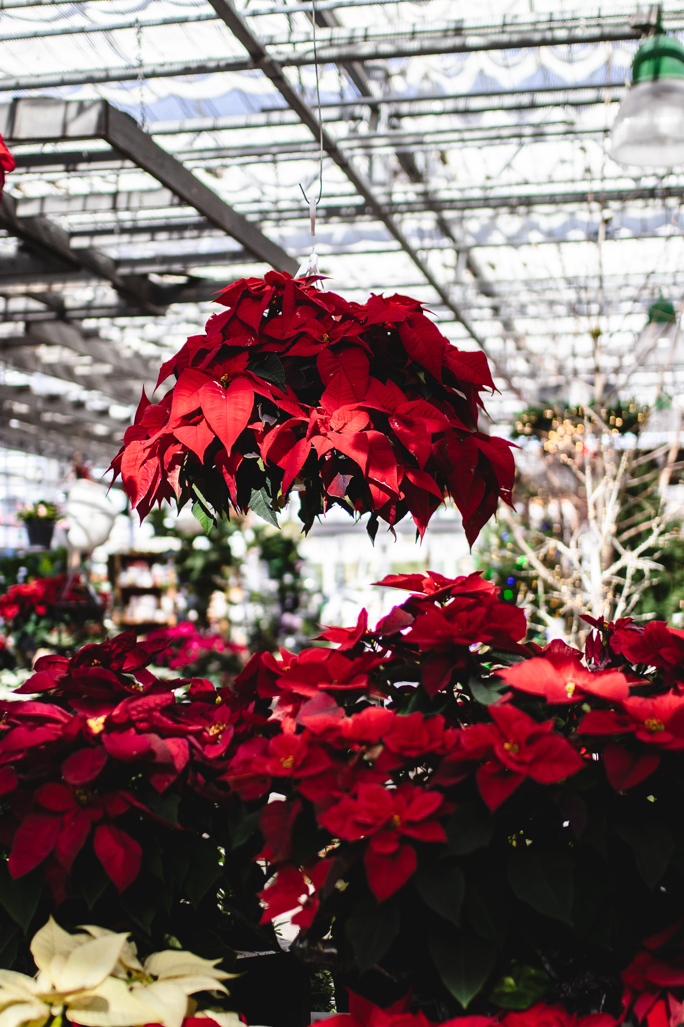 The Iconic Holiday Gift: Poinsettias