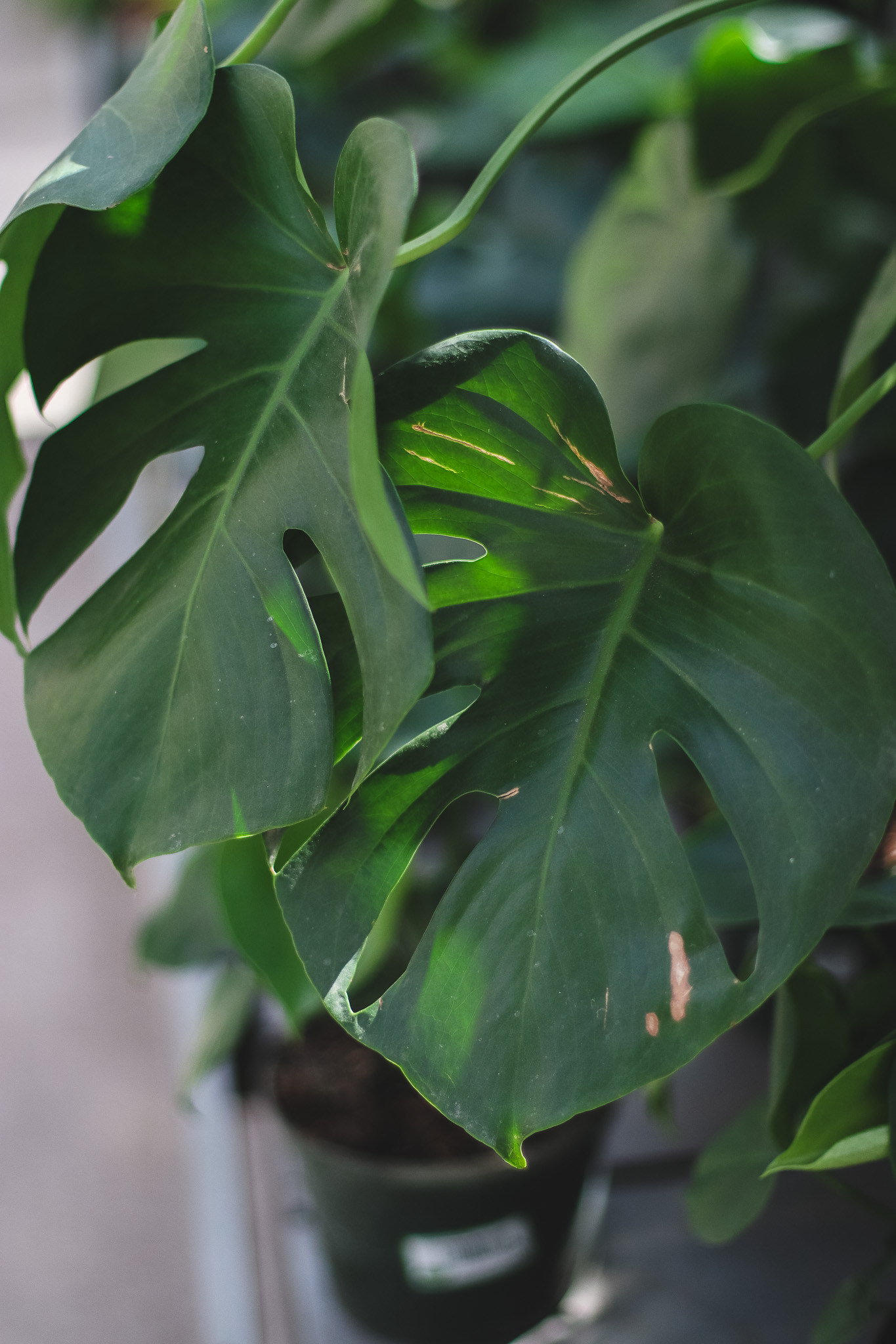 Monstera Philodendron 