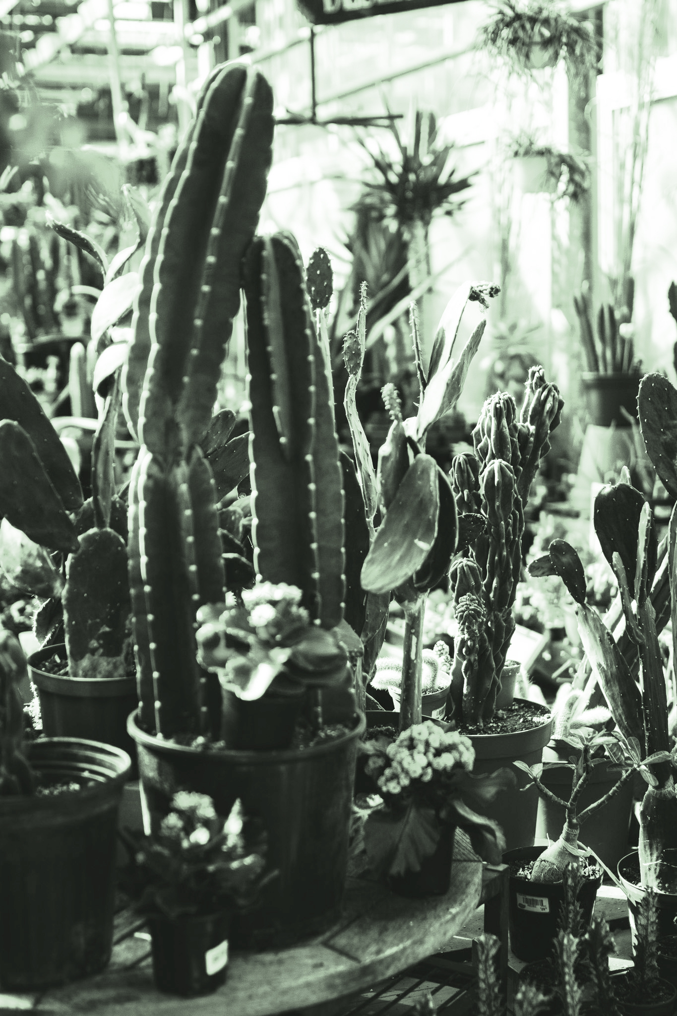 Taylor Swift Succulents & Cacti