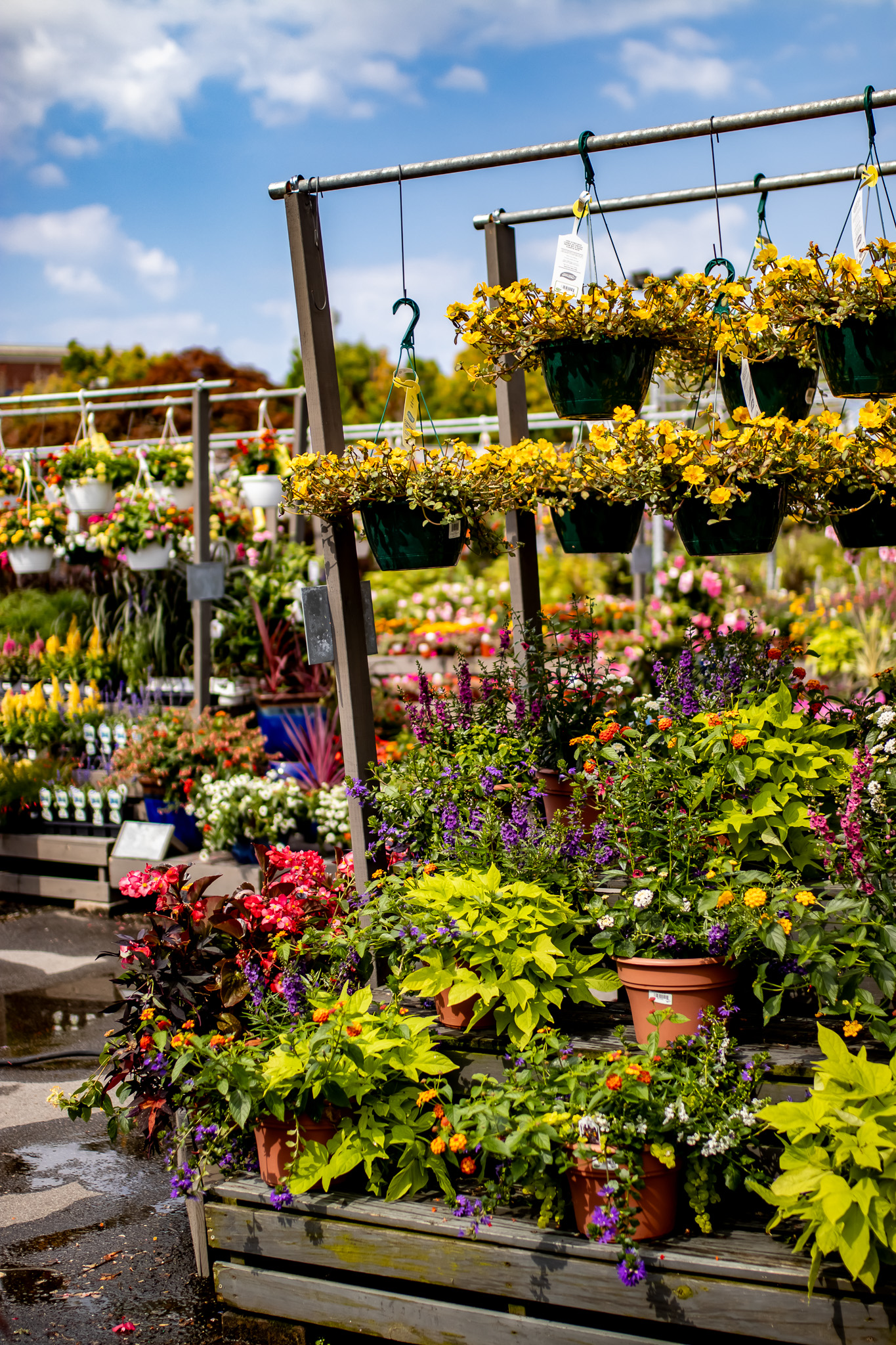 Pollinator Plants