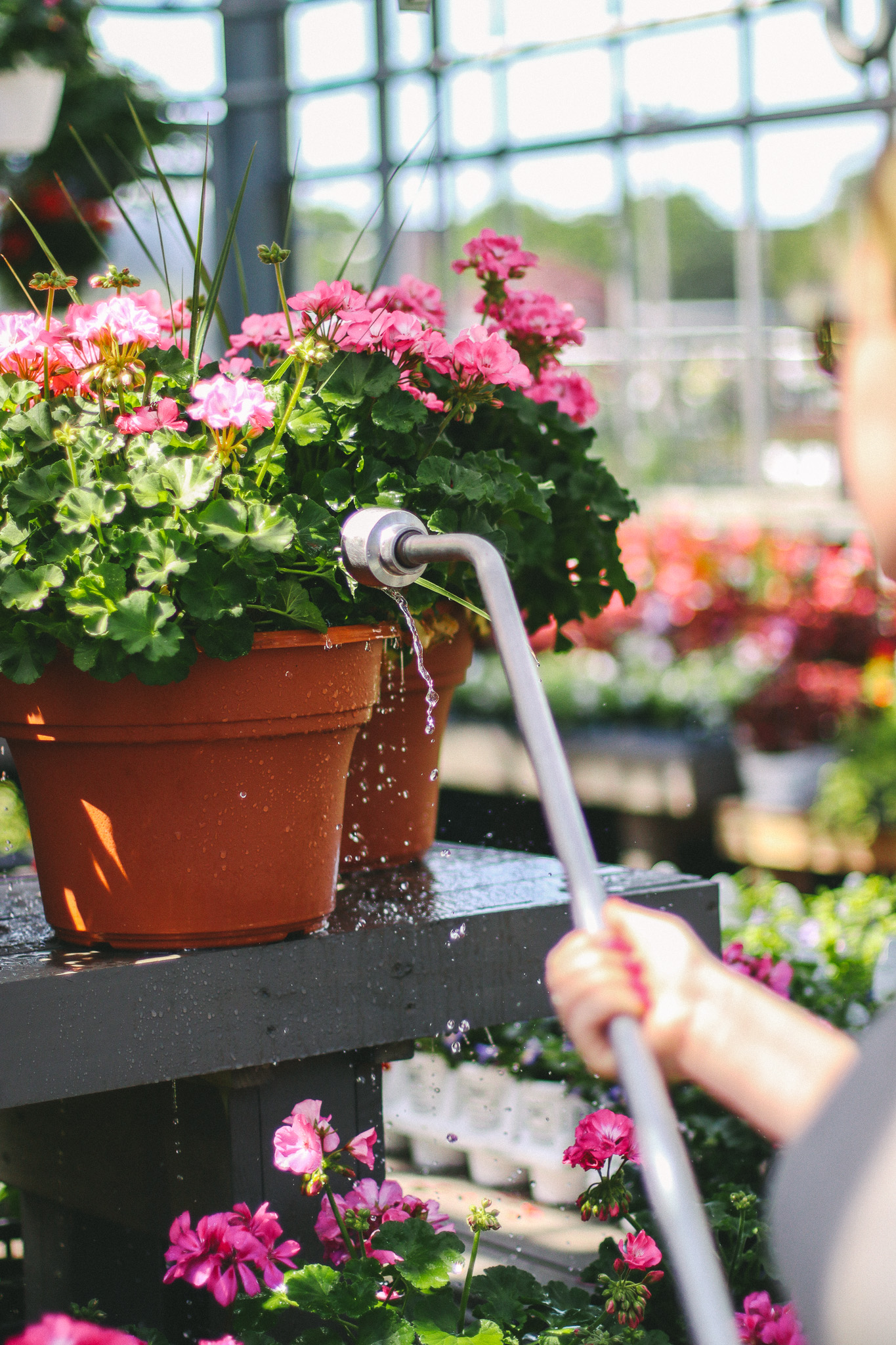 Watering 1