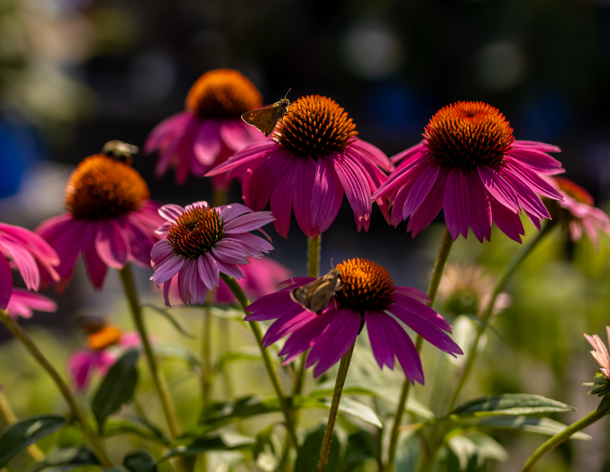 Coneflower3