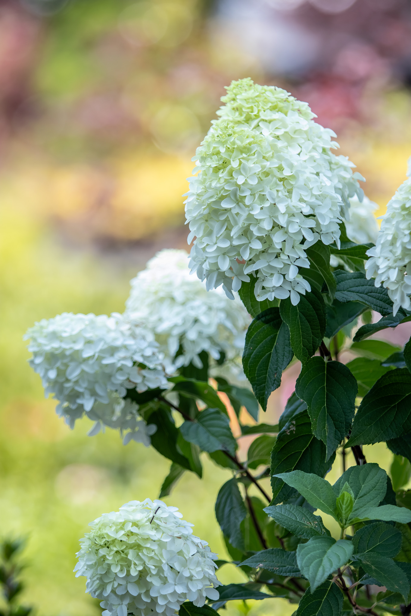 Hydrangea