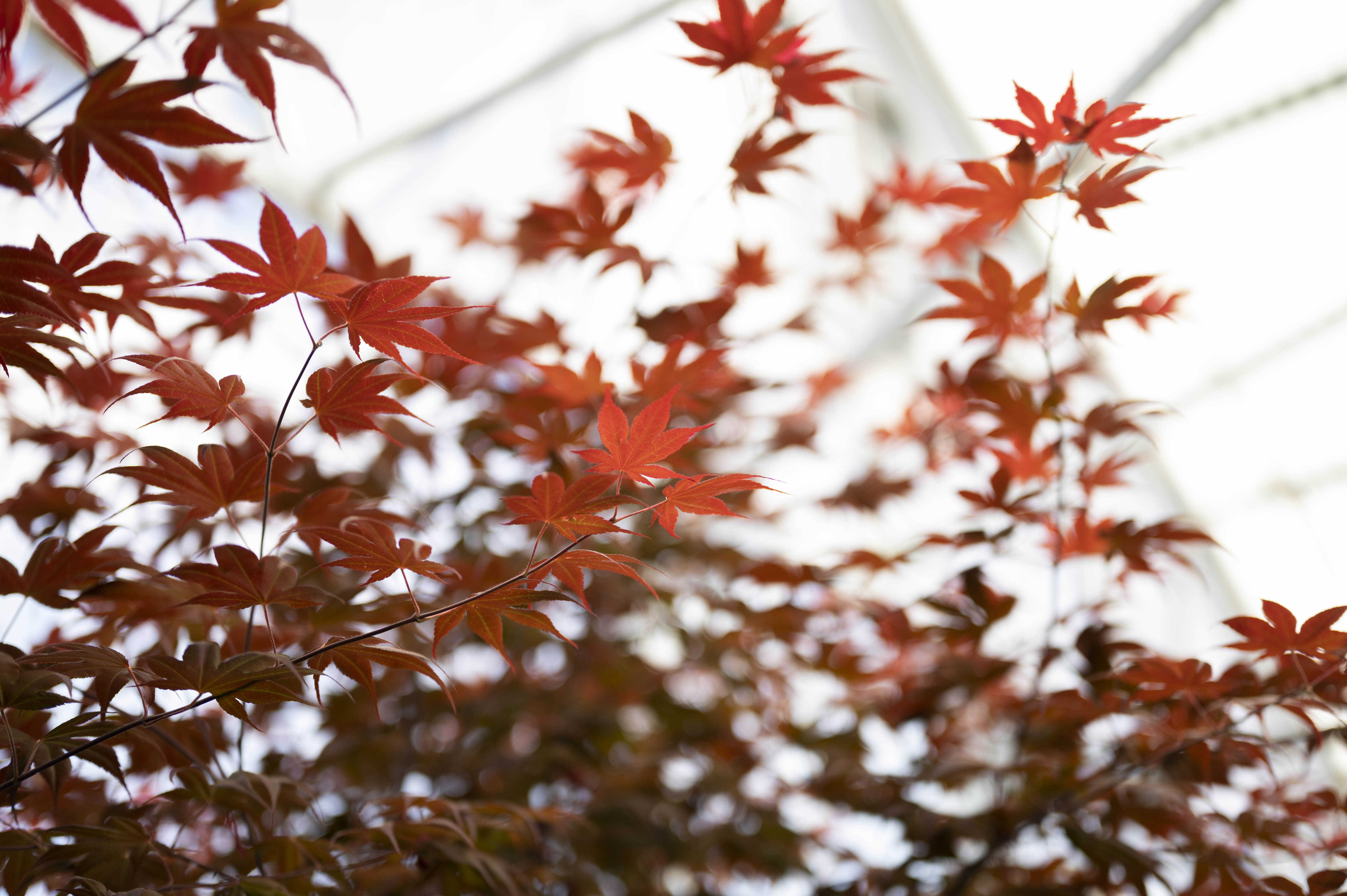 Japanese Maple