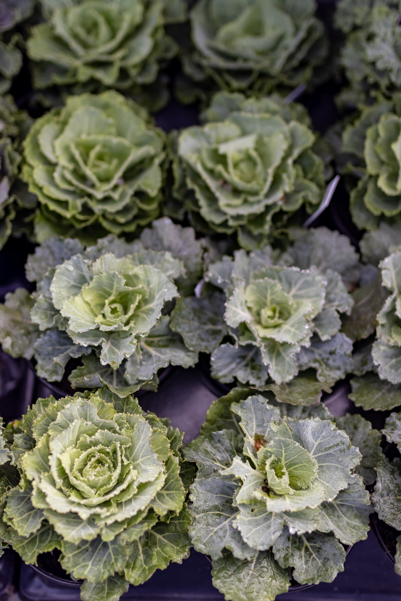 Ornamental Kale