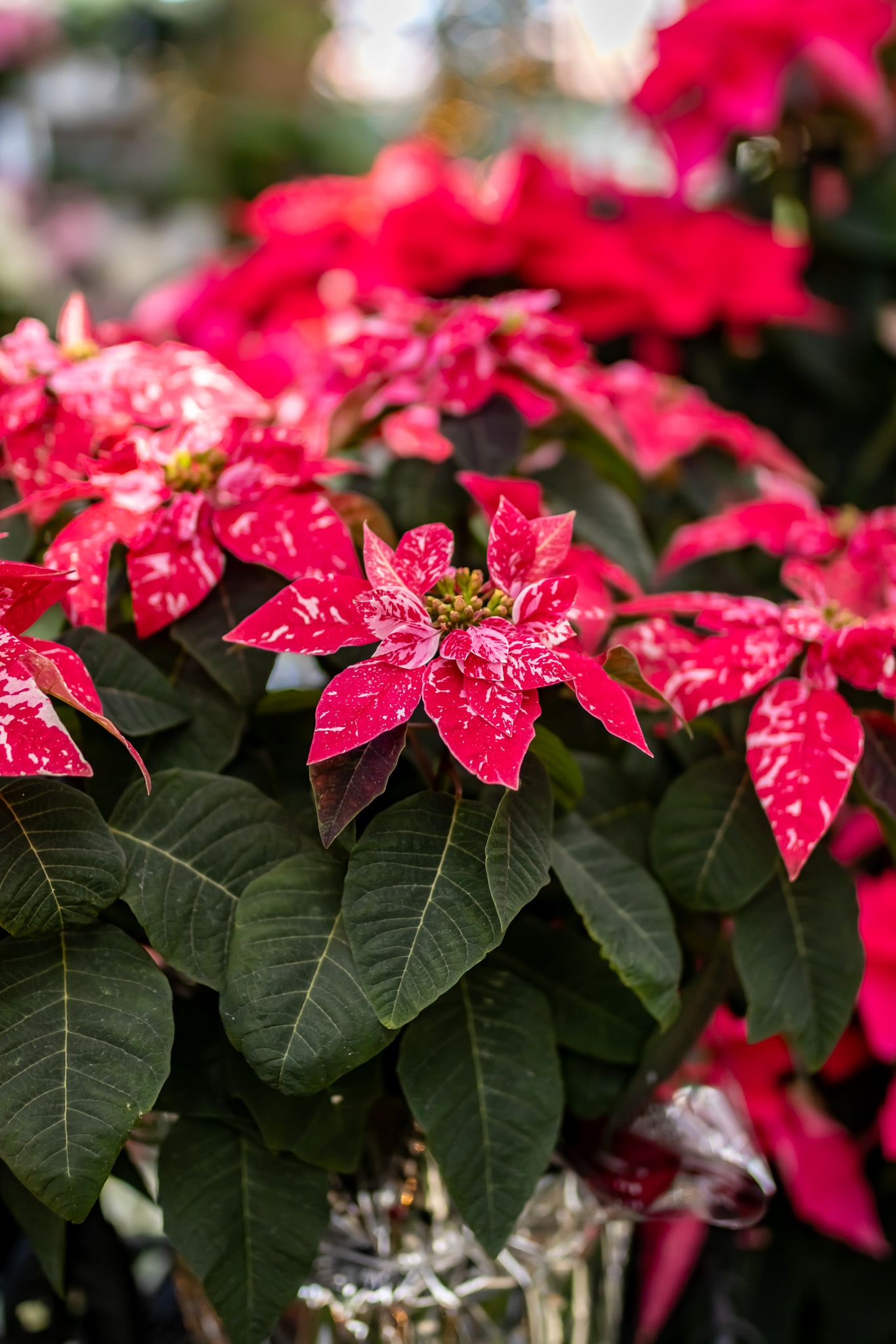 Poinsettia