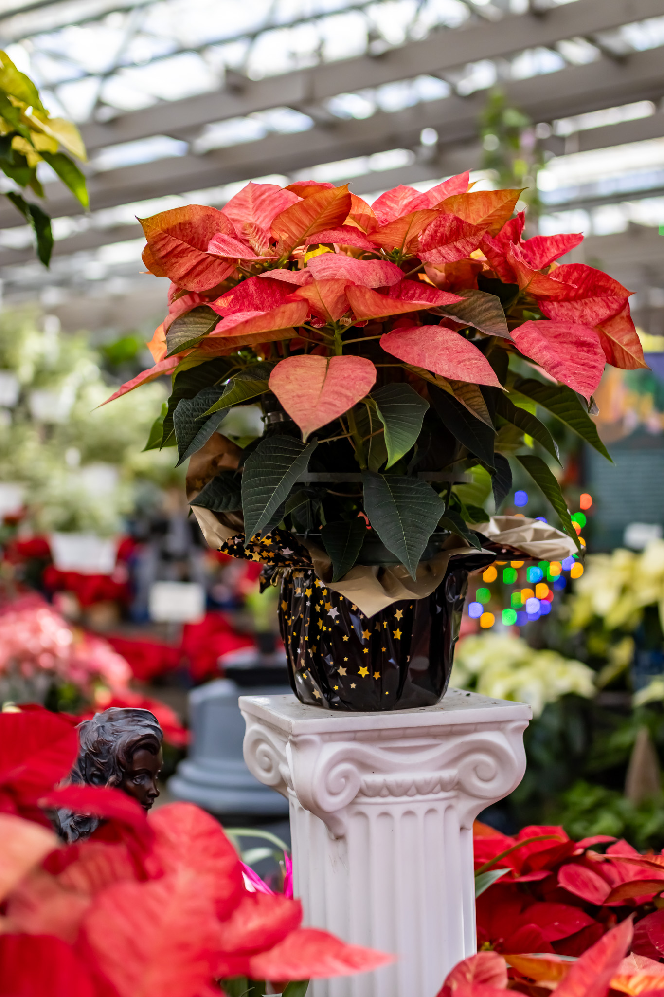 Holiday Houseplants: Green Gifts That Keep Giving