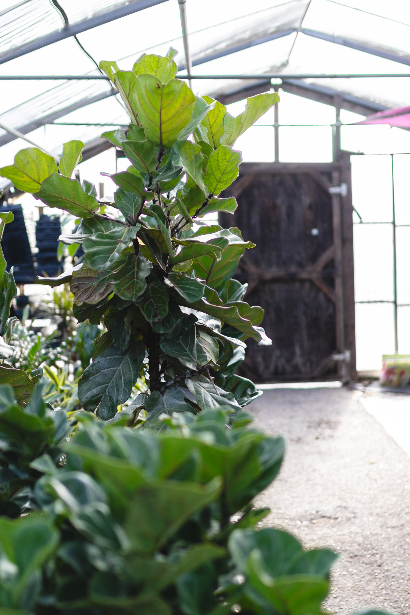 Fiddle leaf fig