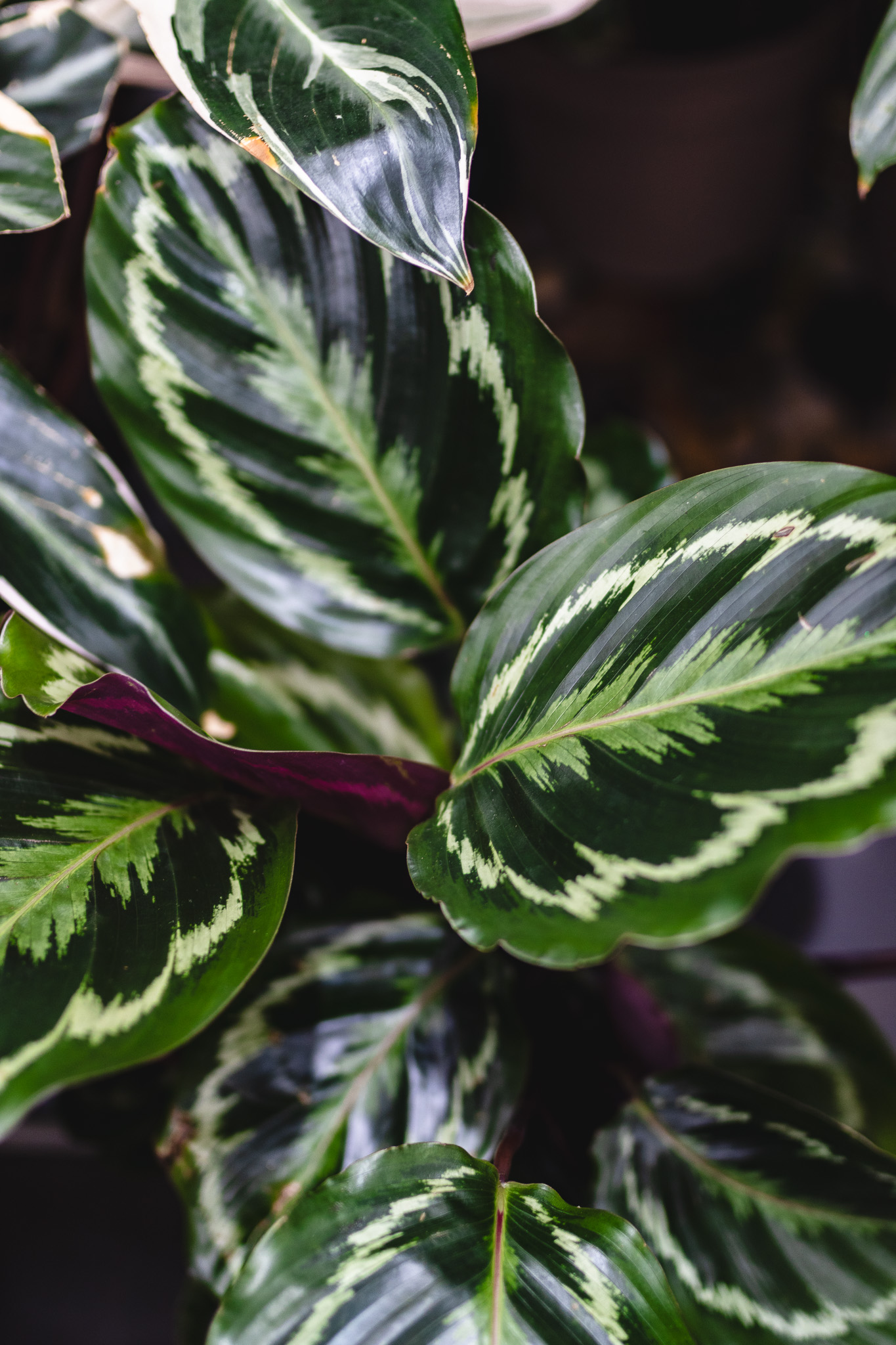 calathea