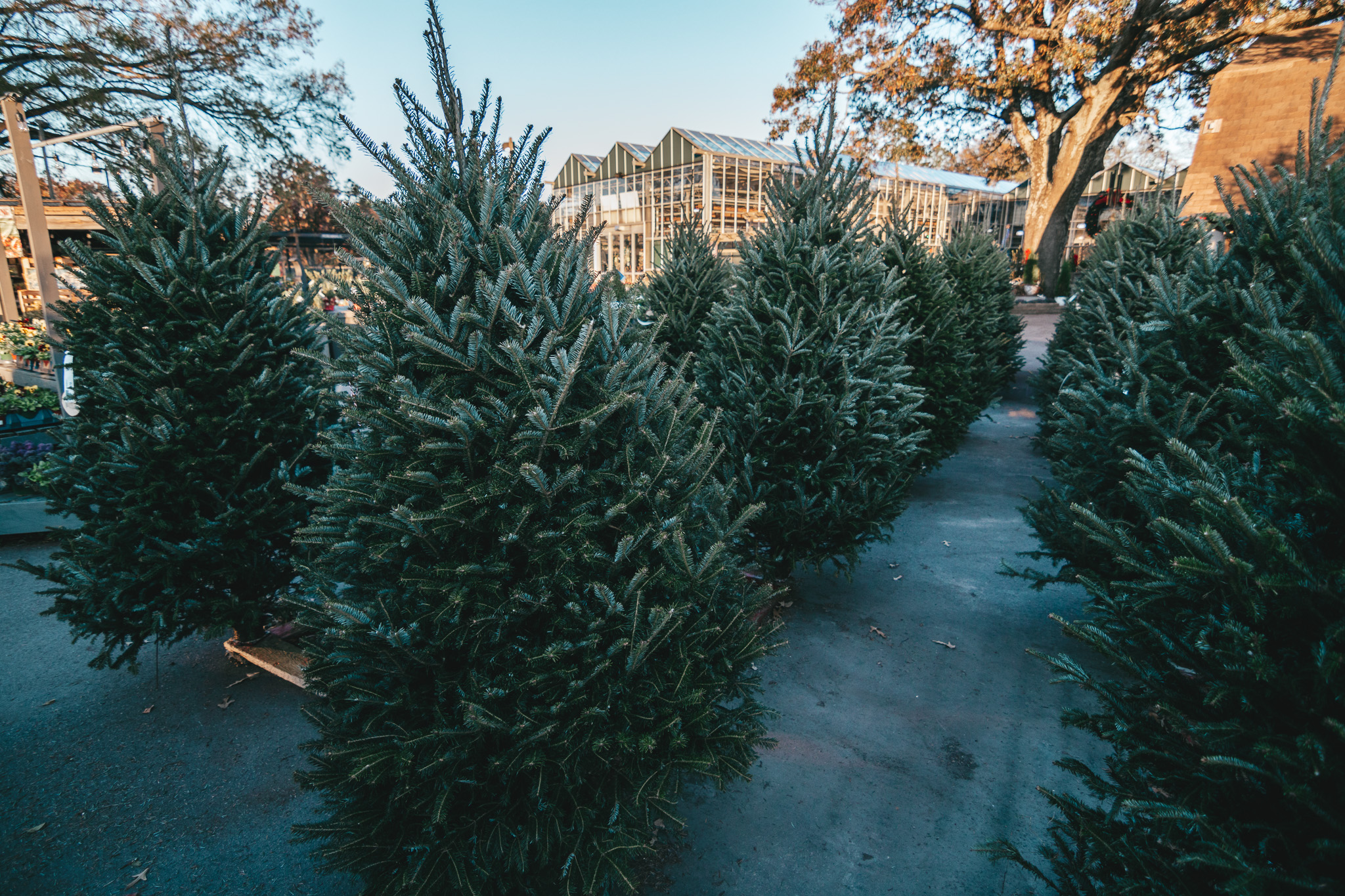 Fraser Fir 3