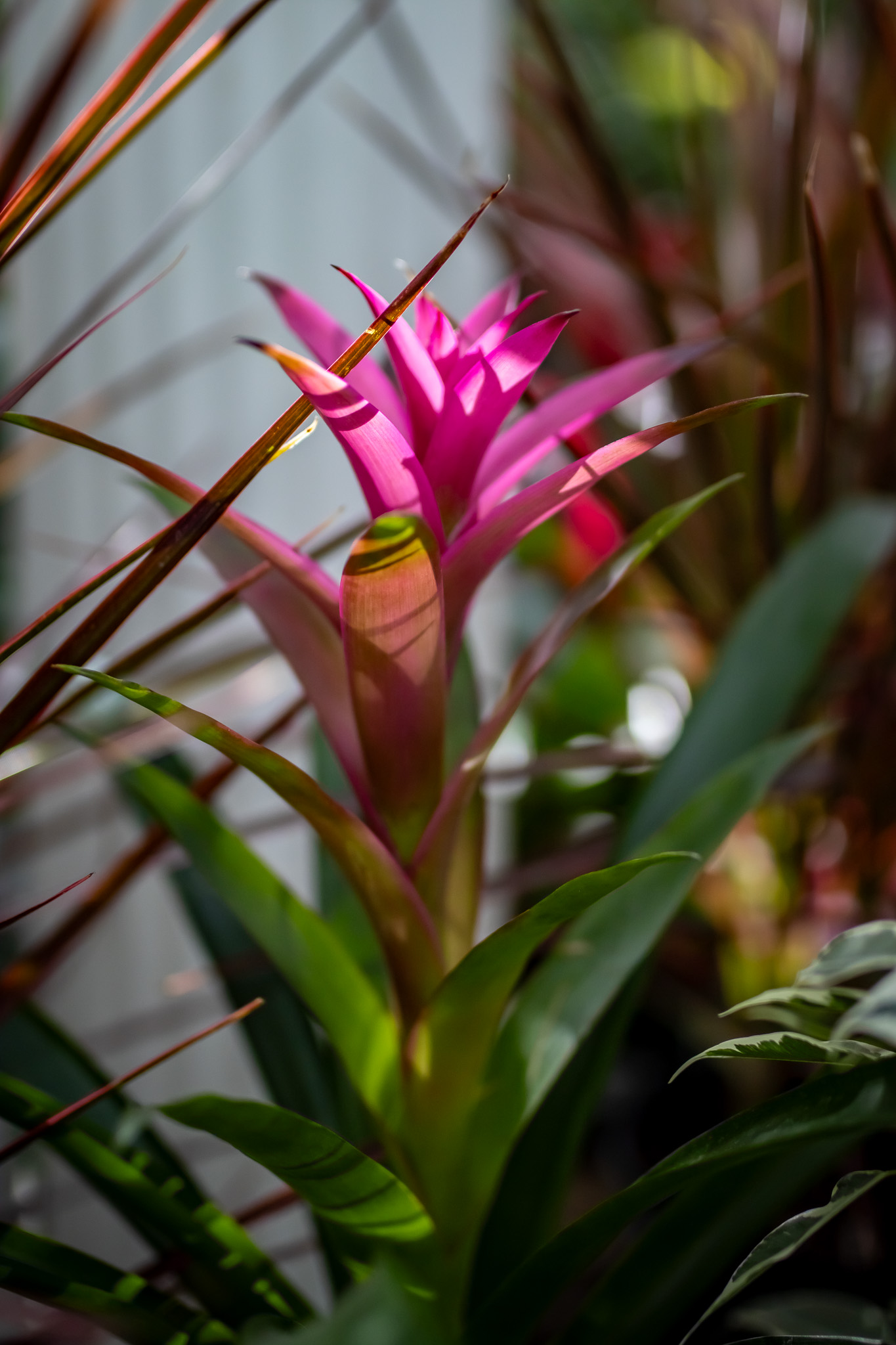 Bromeliad