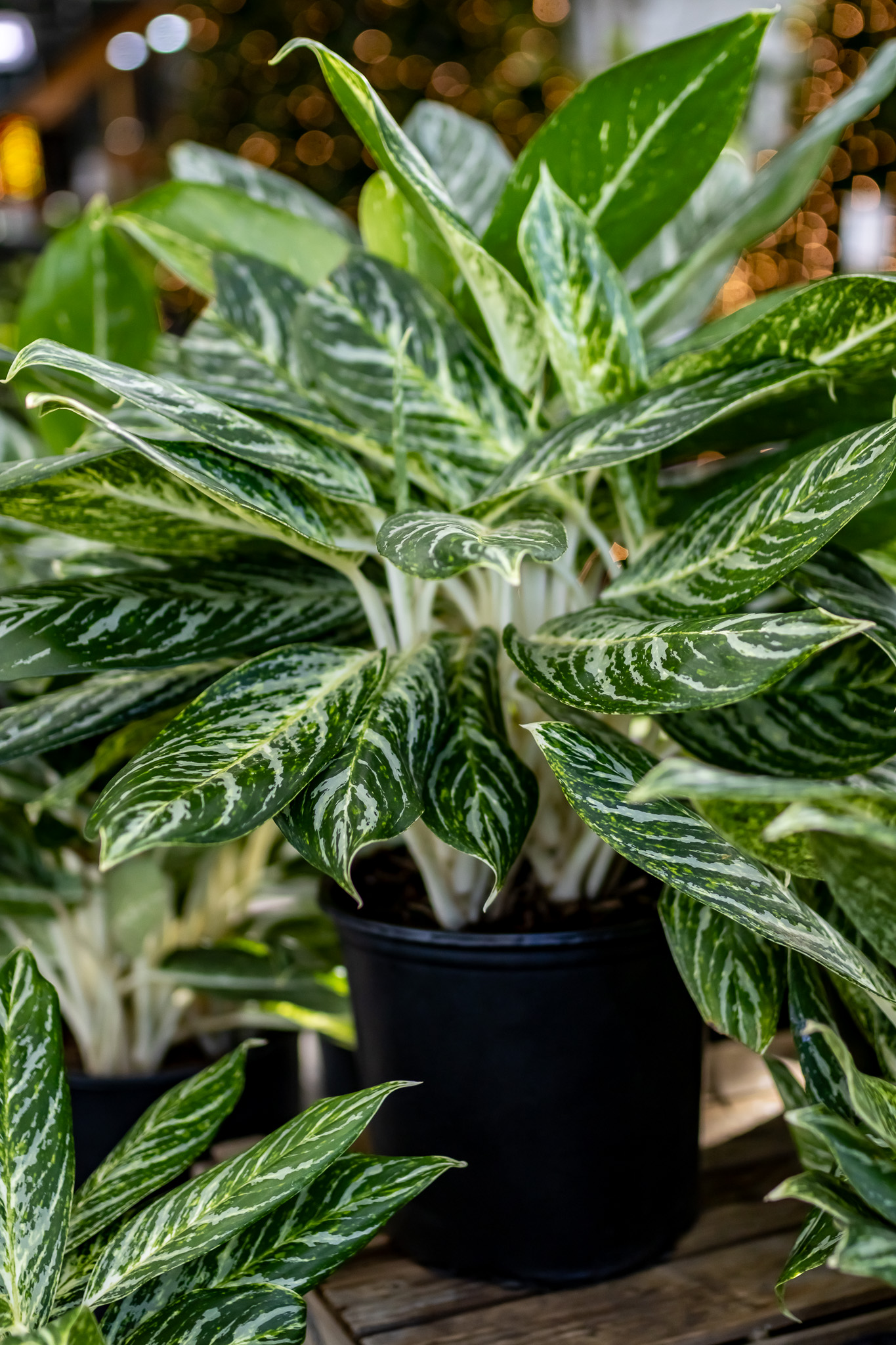 Aglaonema