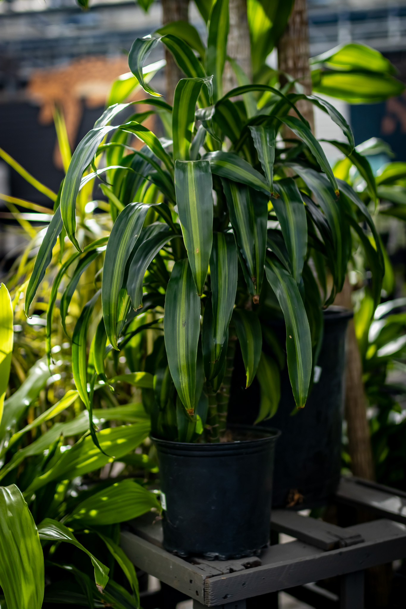 Dracaena