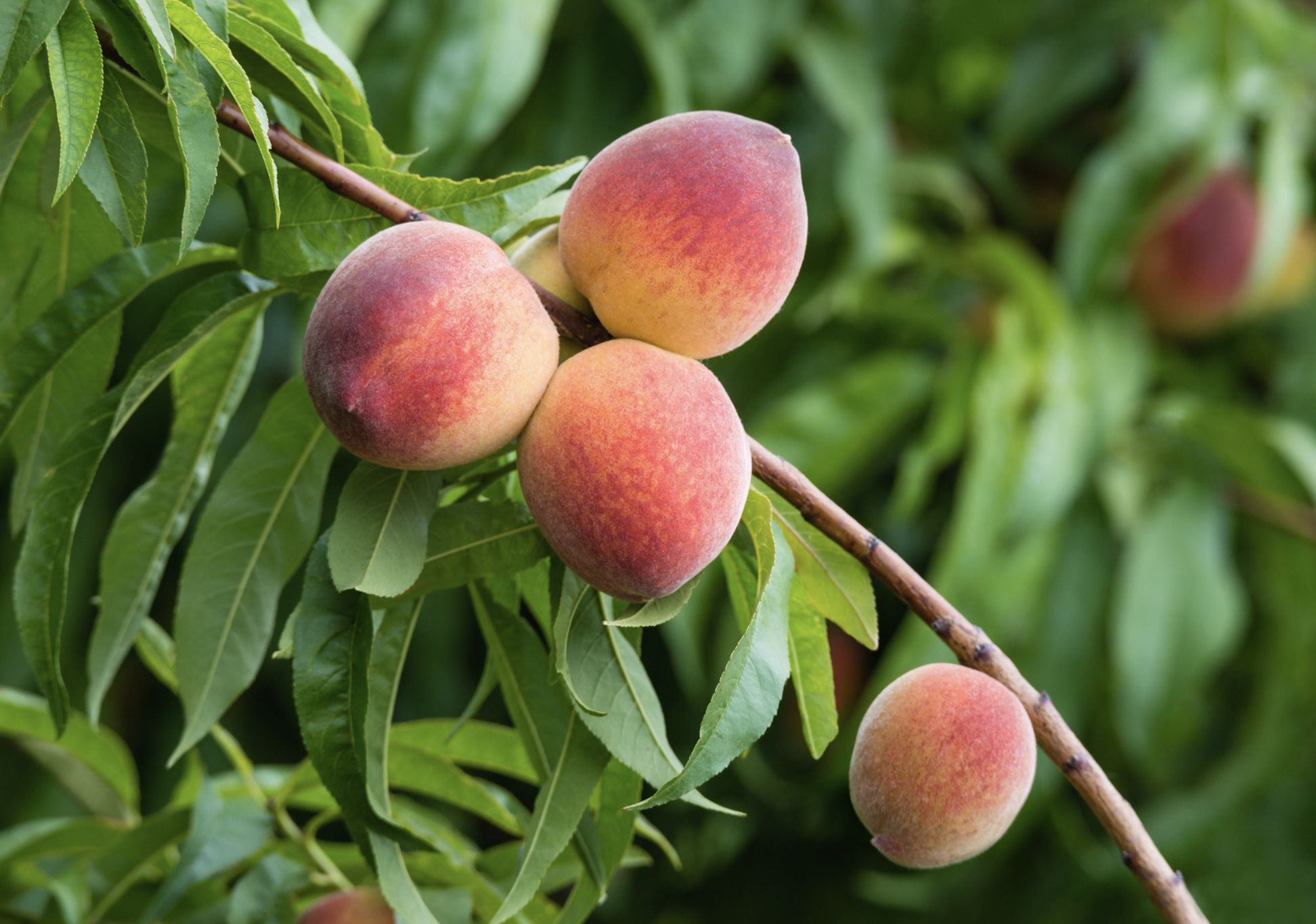 Peach tree