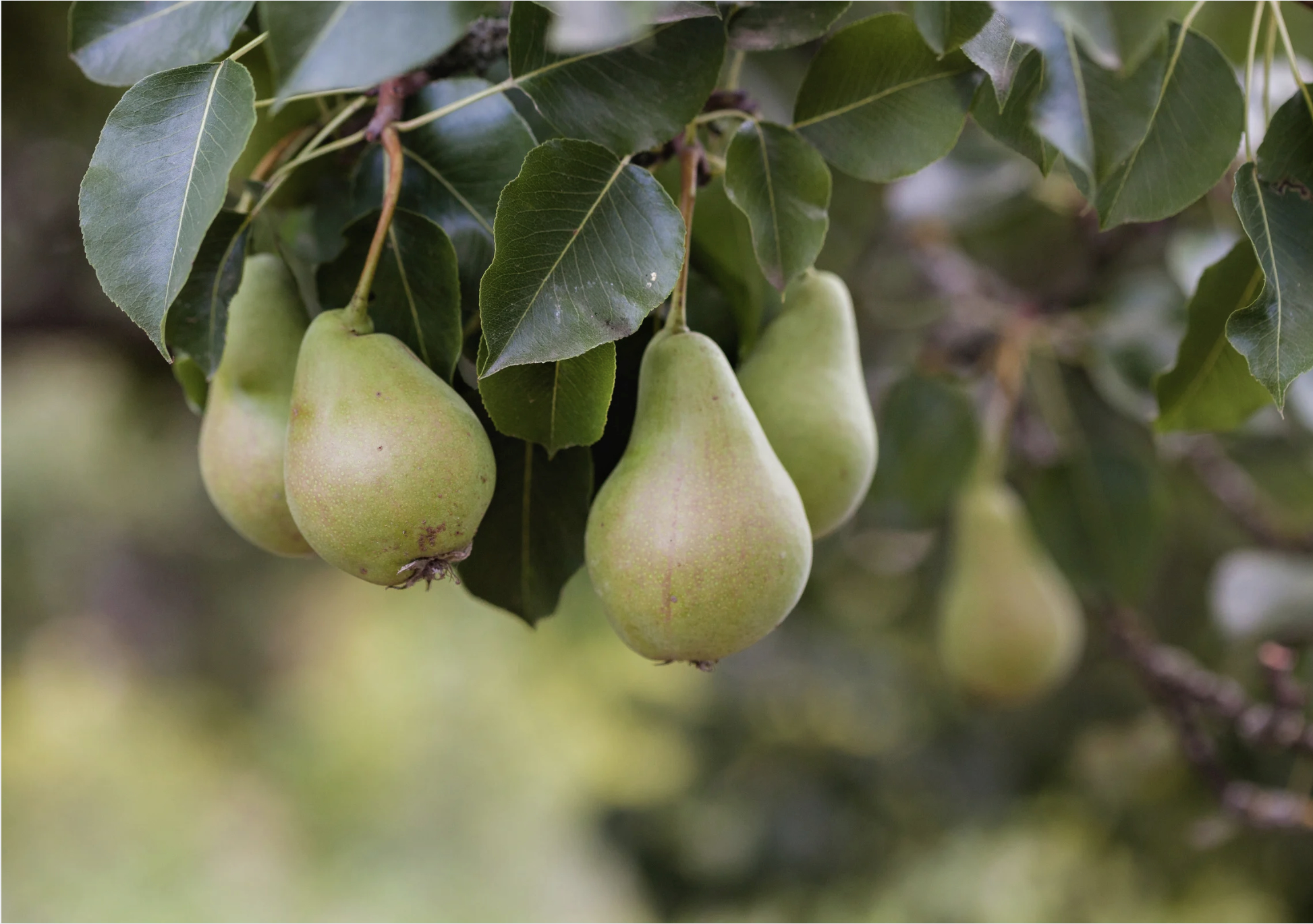 Pear Tree