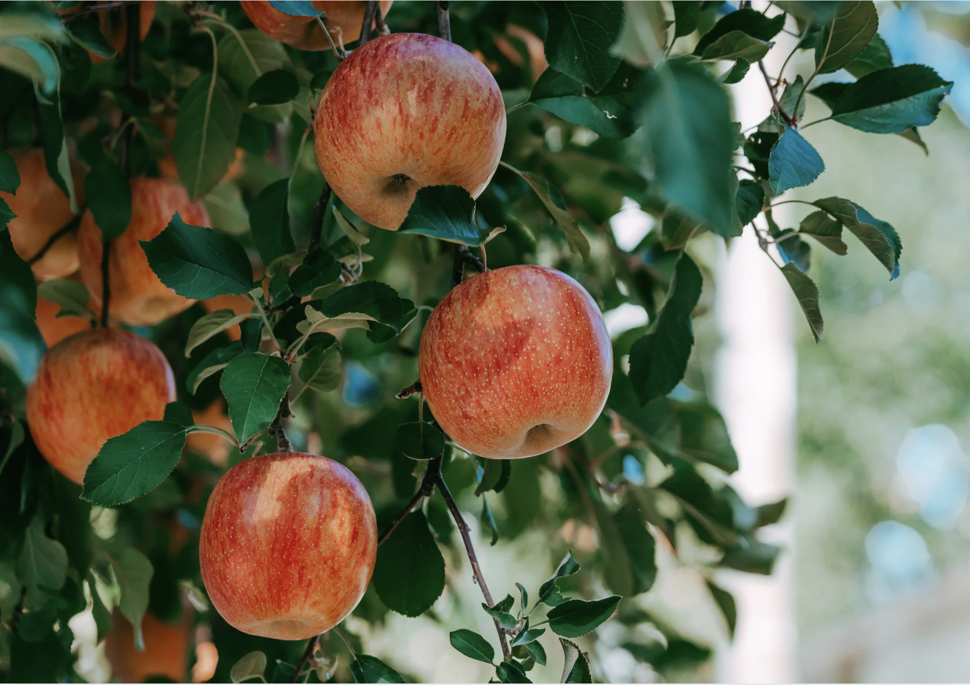 Apple tree