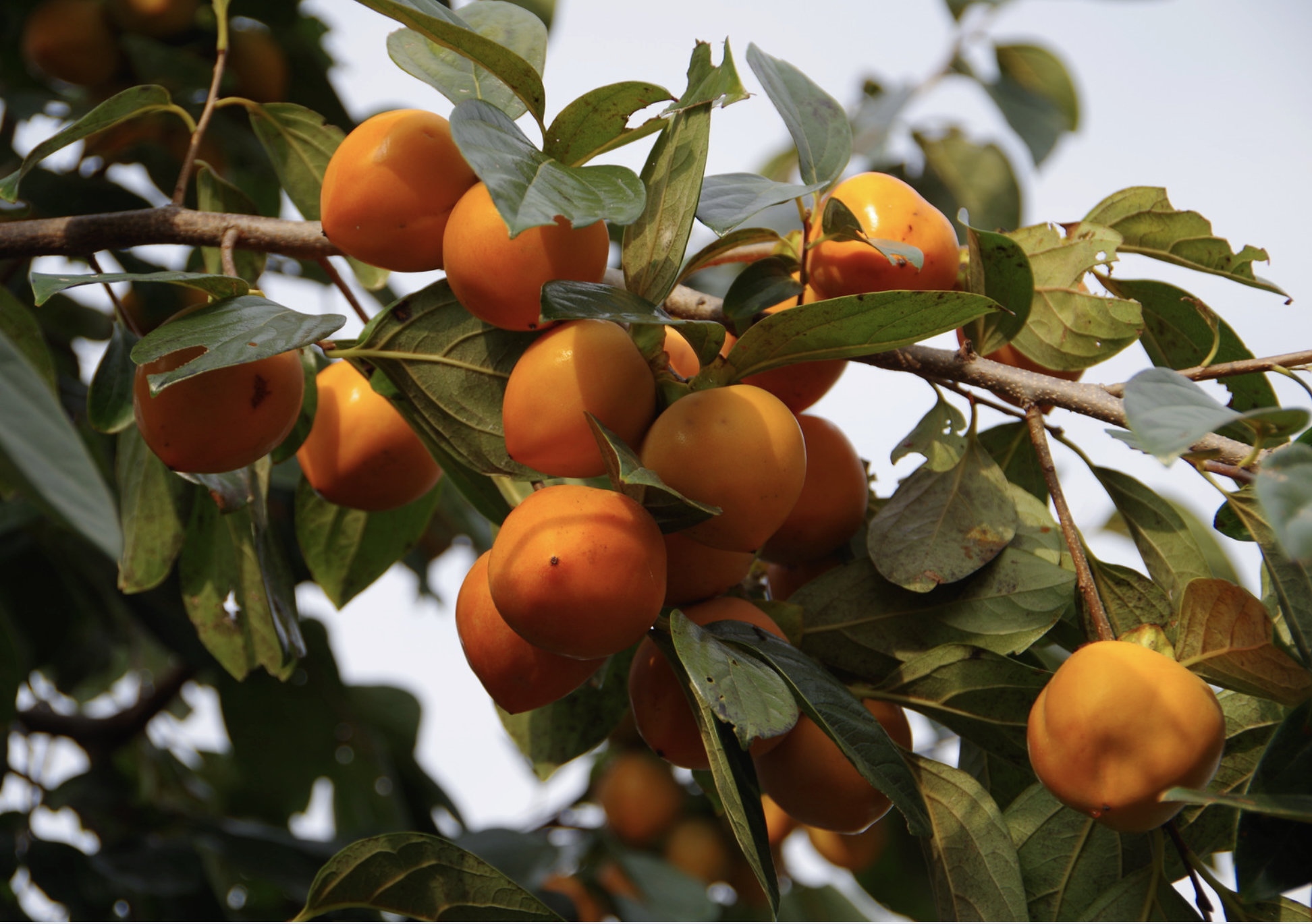 Persimmon tree 2