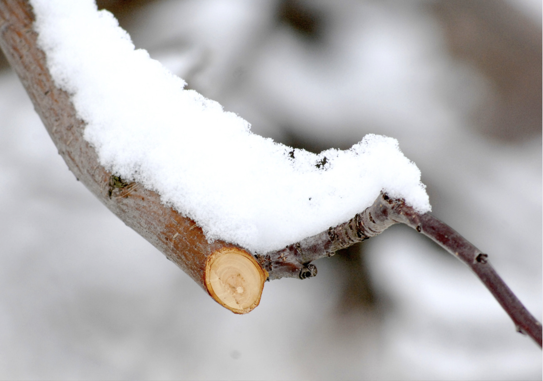 Pruning 2