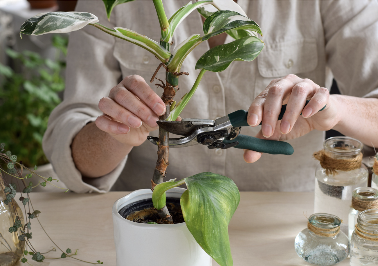 Stem Cuttings in Soil