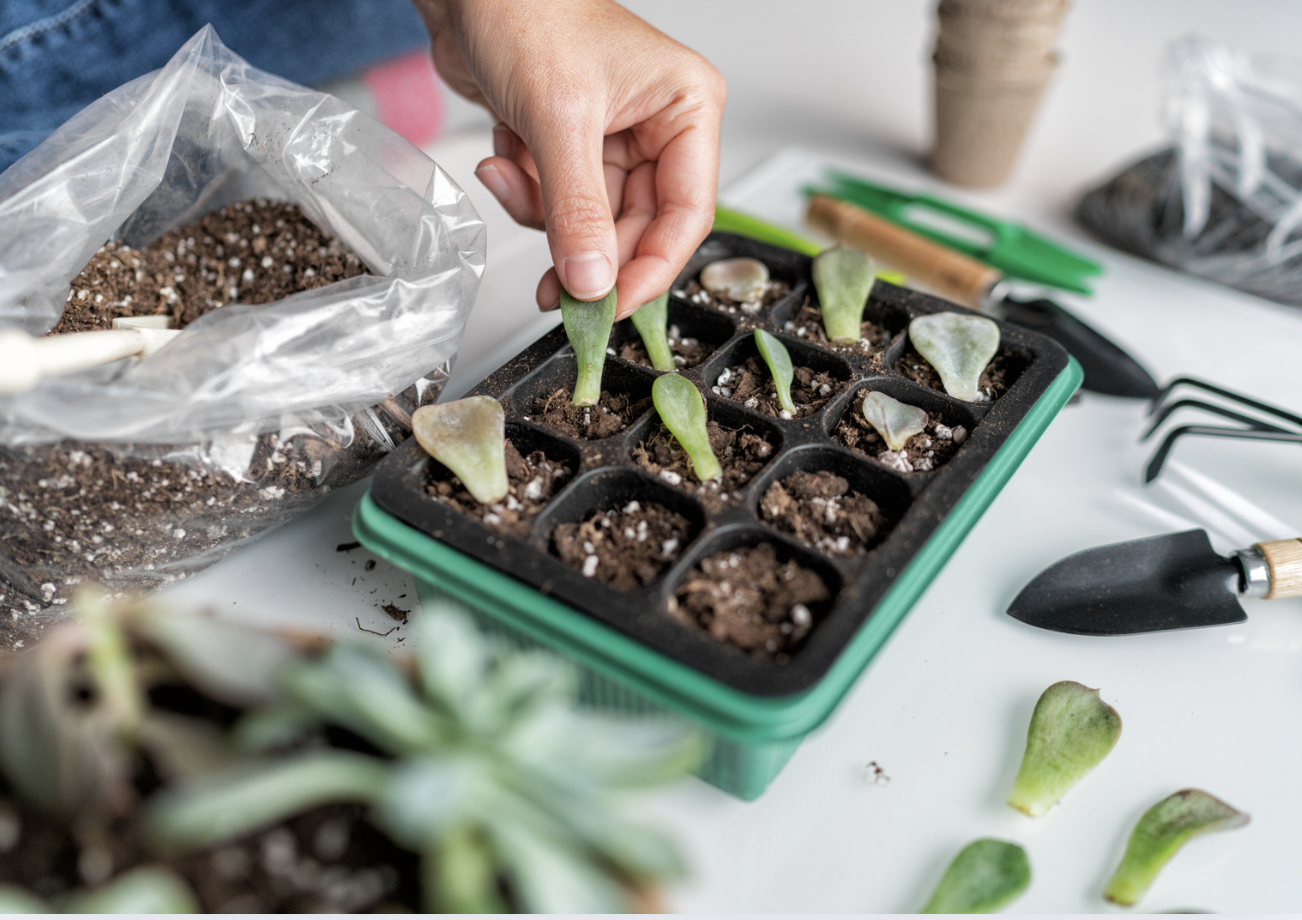 Leaf Cuttings