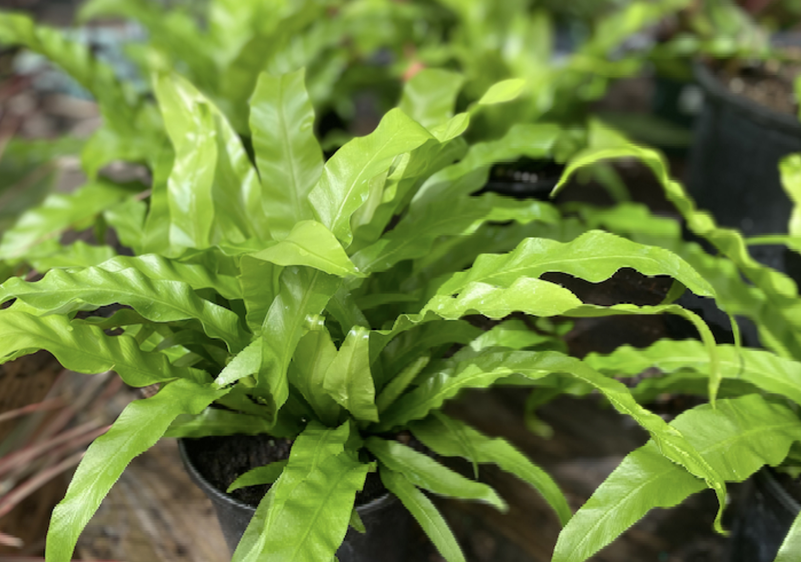 Birdsnest fern