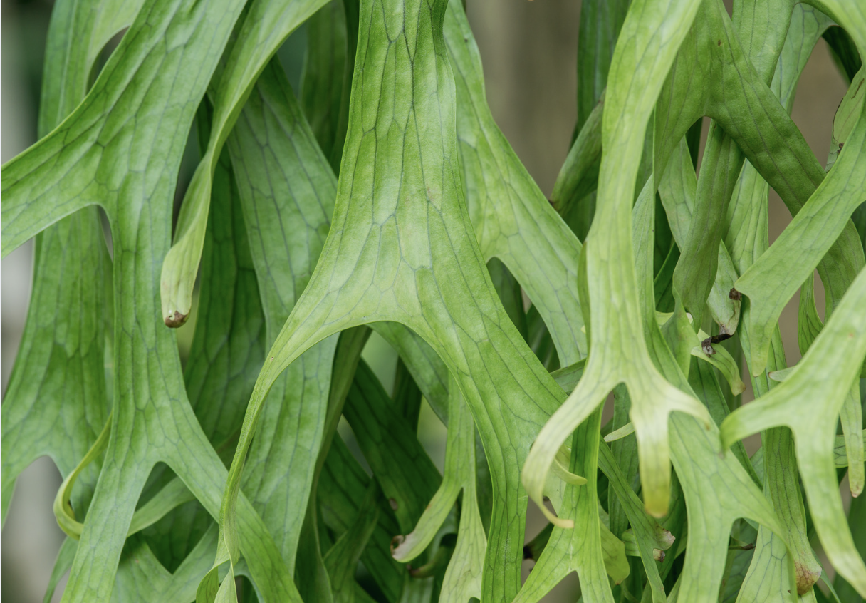 Staghorn Fern