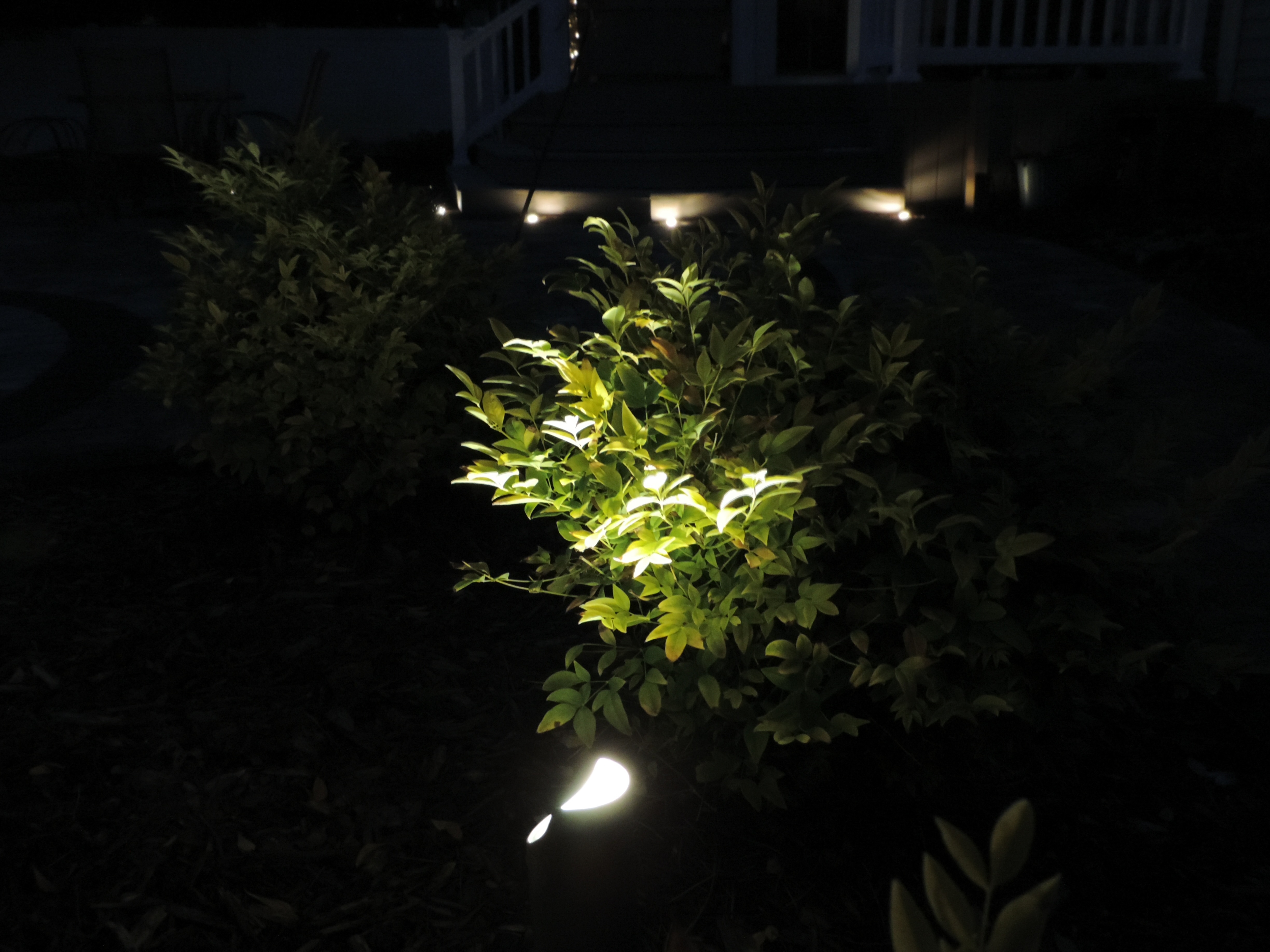 Uplighting on shrub