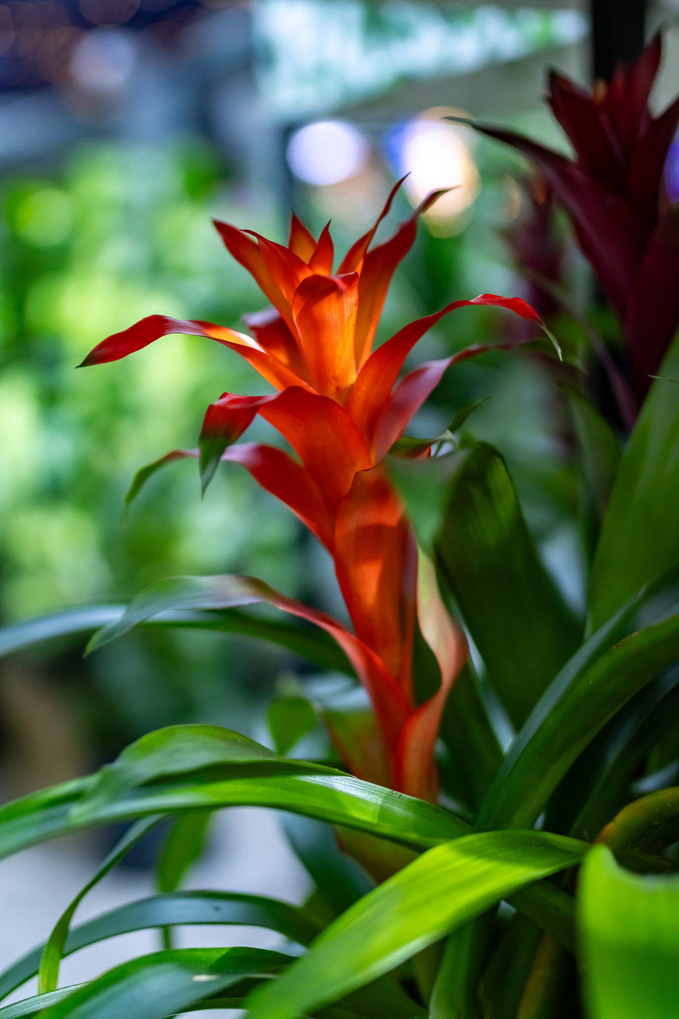 Bromeliad 2