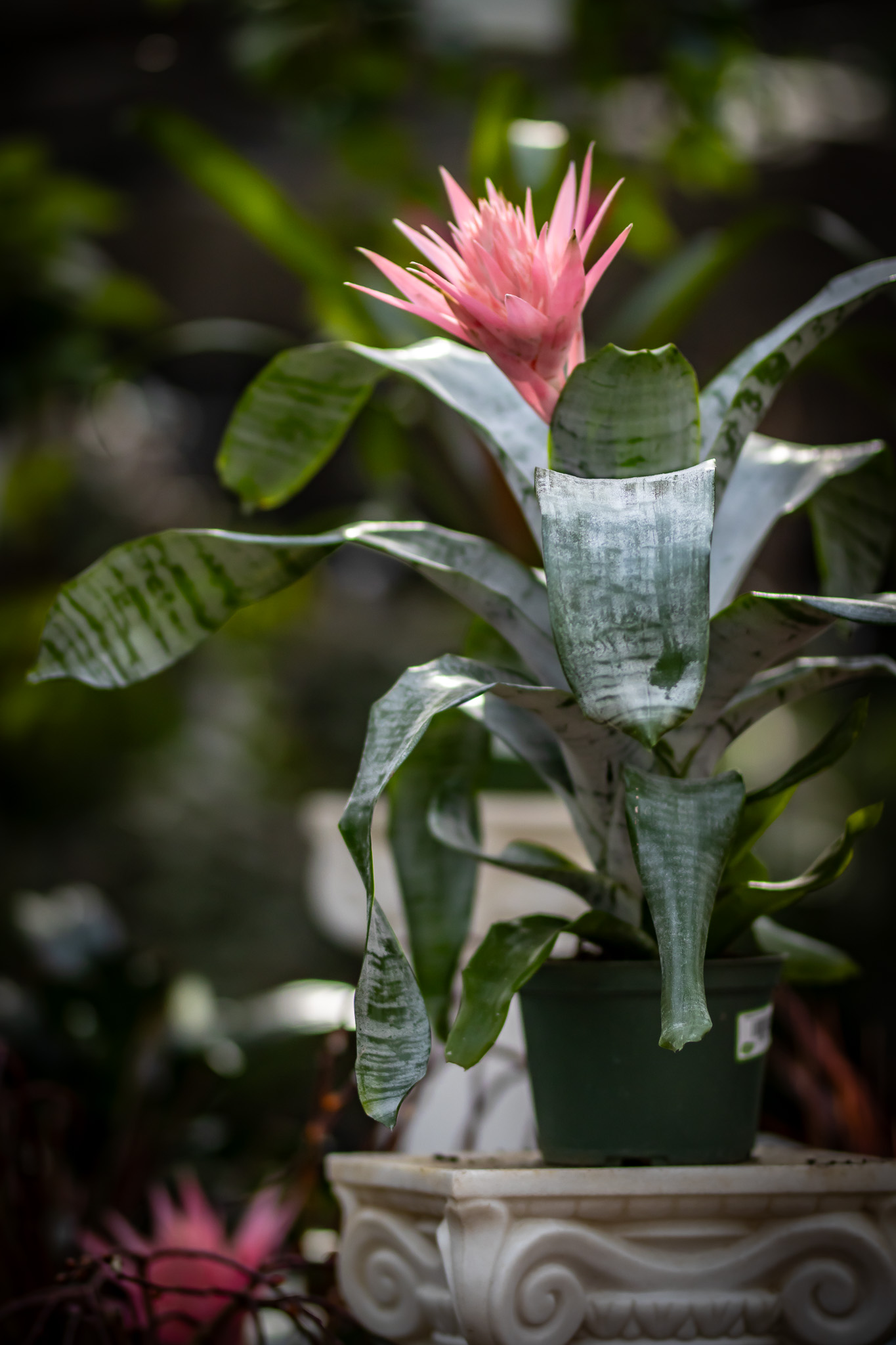 Bromeliad 1