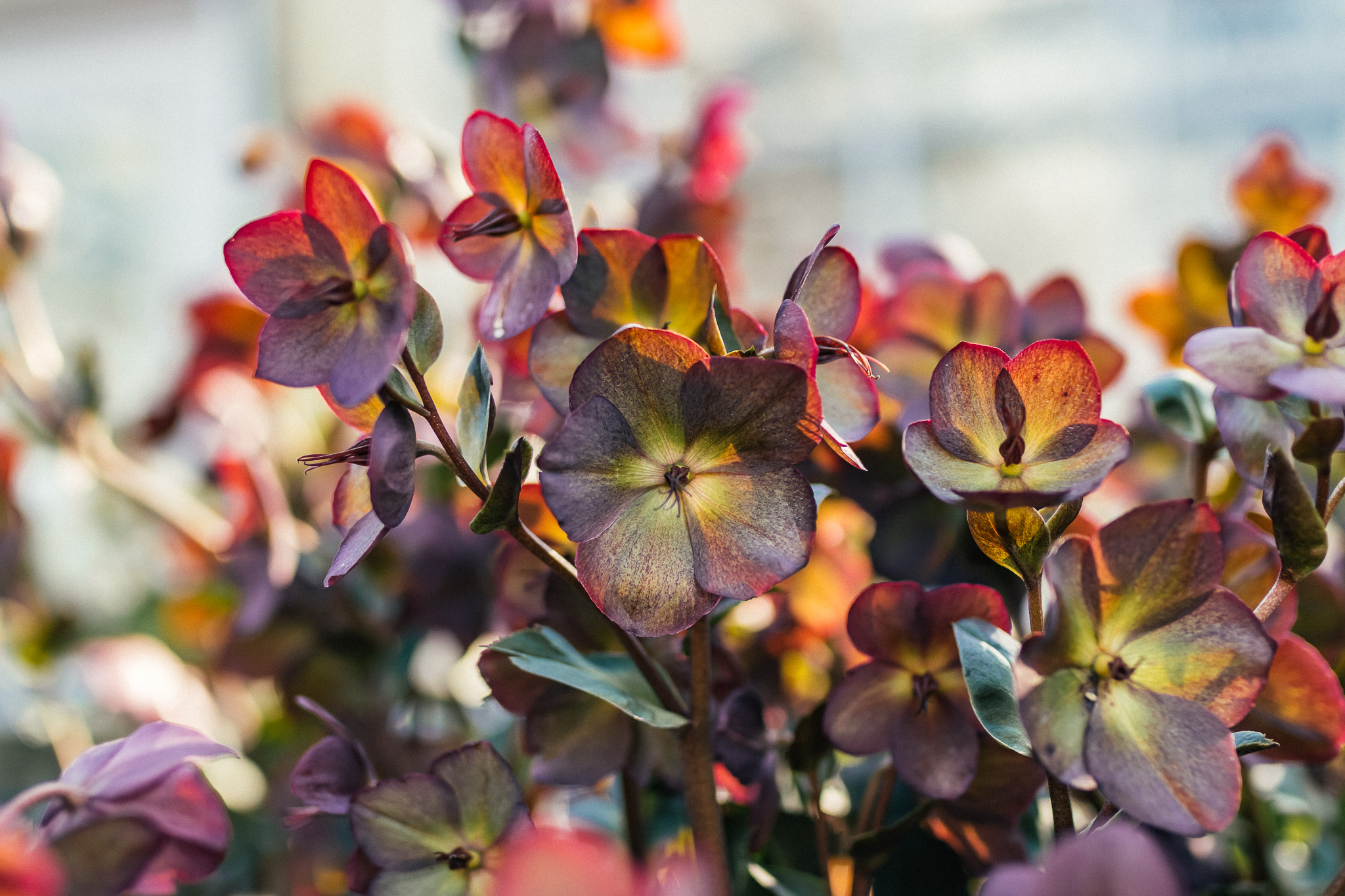 Hellebores