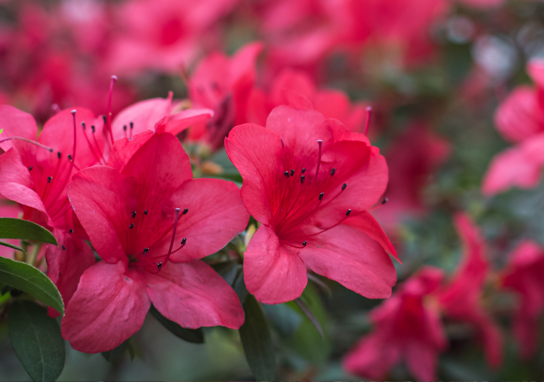 Azaleas