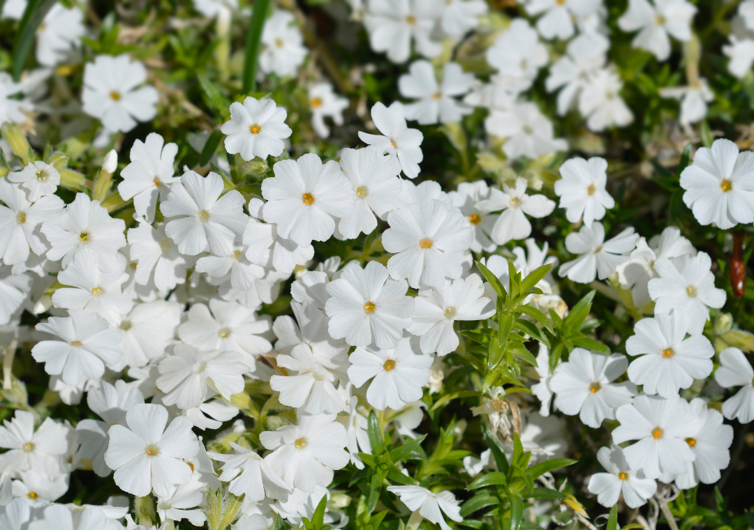 Creeping Phlox