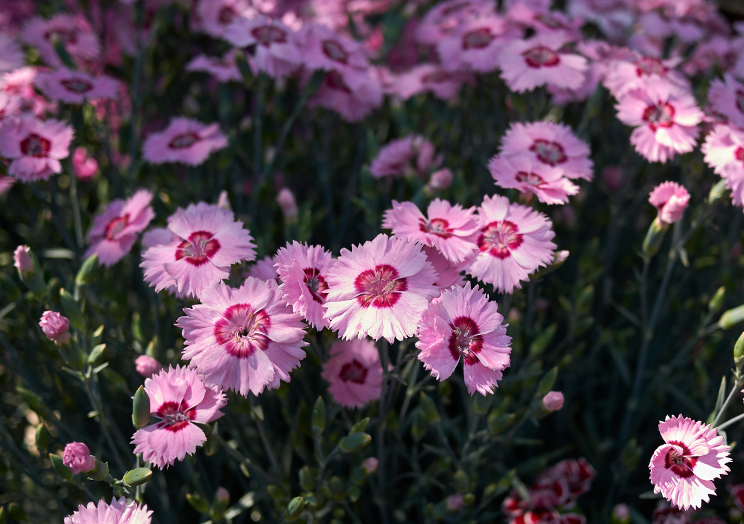 Dianthus