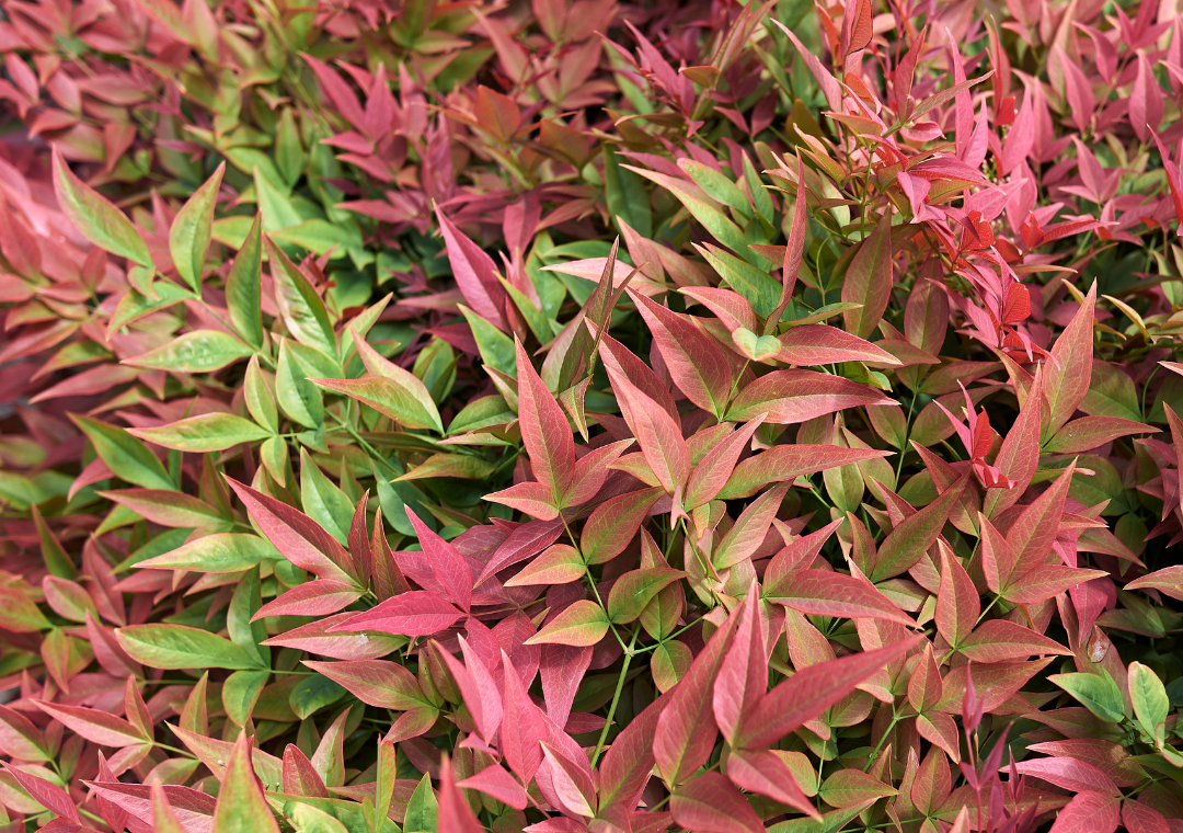 Nandina