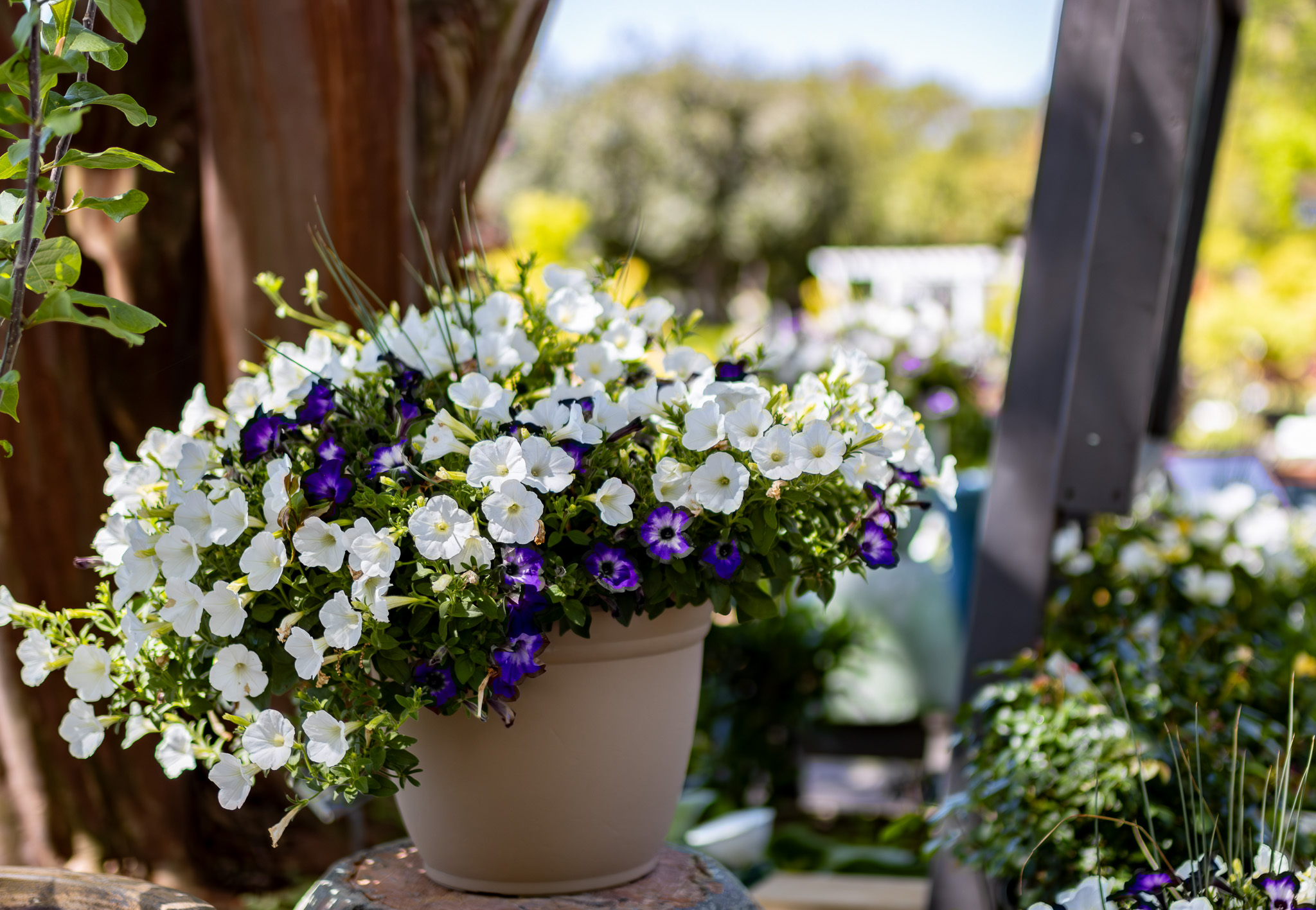 Blooming Container Gardens