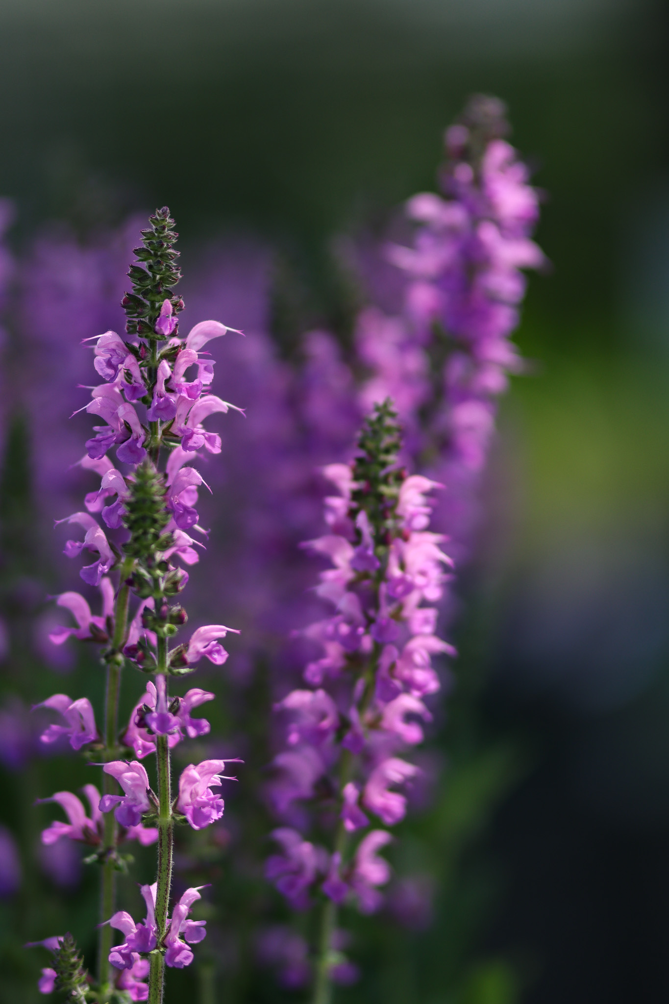 Perennials with Staying Power